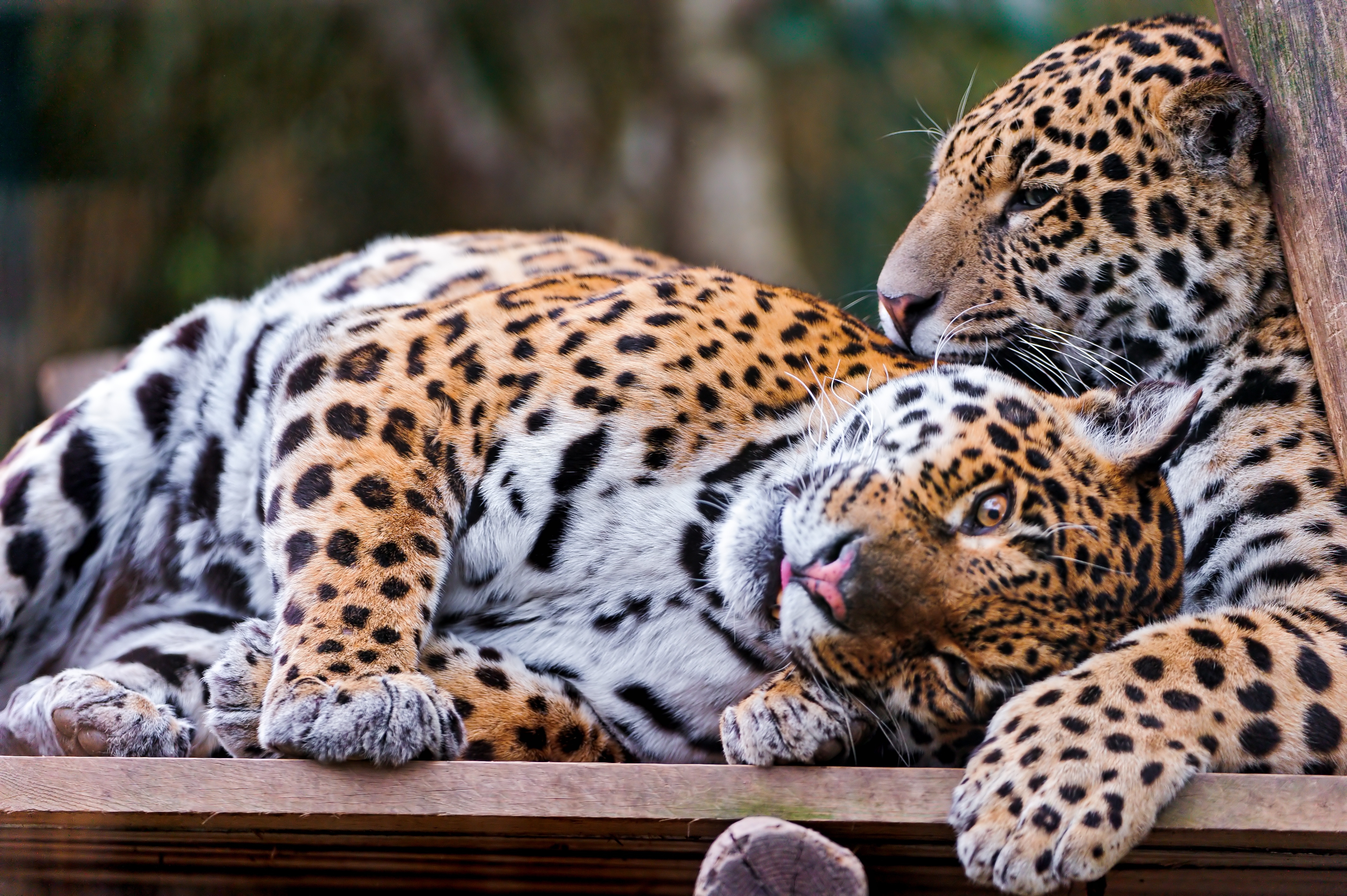 75296 Bild herunterladen tiere, paar, sicht, meinung, pflege, raubtiere, jaguare - Hintergrundbilder und Bildschirmschoner kostenlos