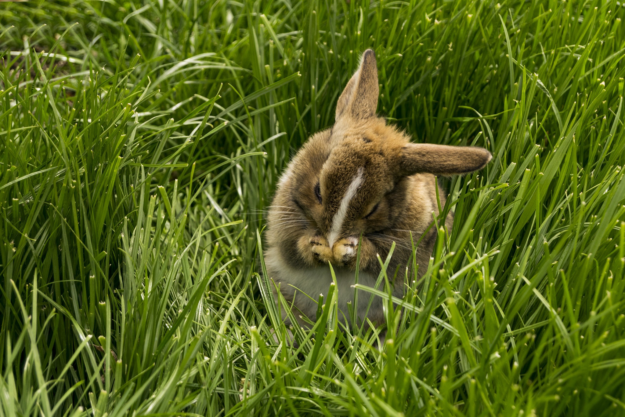 Зайчонок в траве
