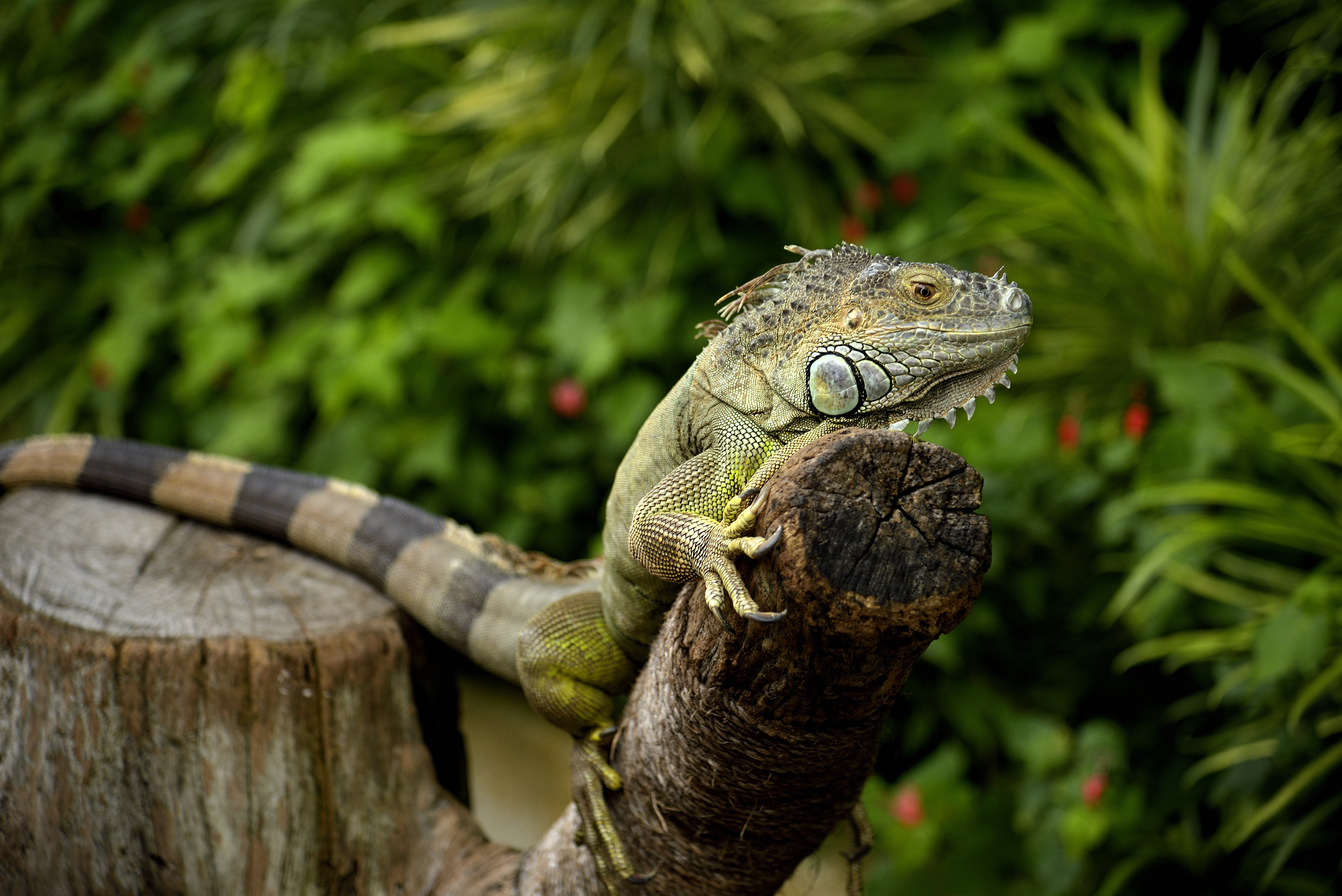 iguana, animals, lizard, reptile, chameleon QHD