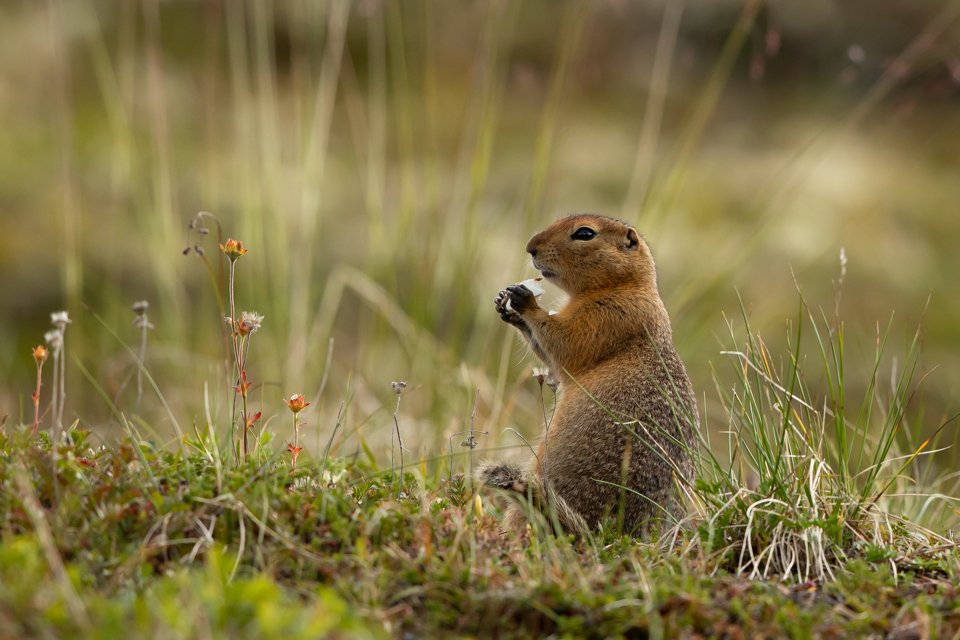 Download mobile wallpaper Arctic Gopher, Gopher, Grass, Rodent, Animals, Funny for free.