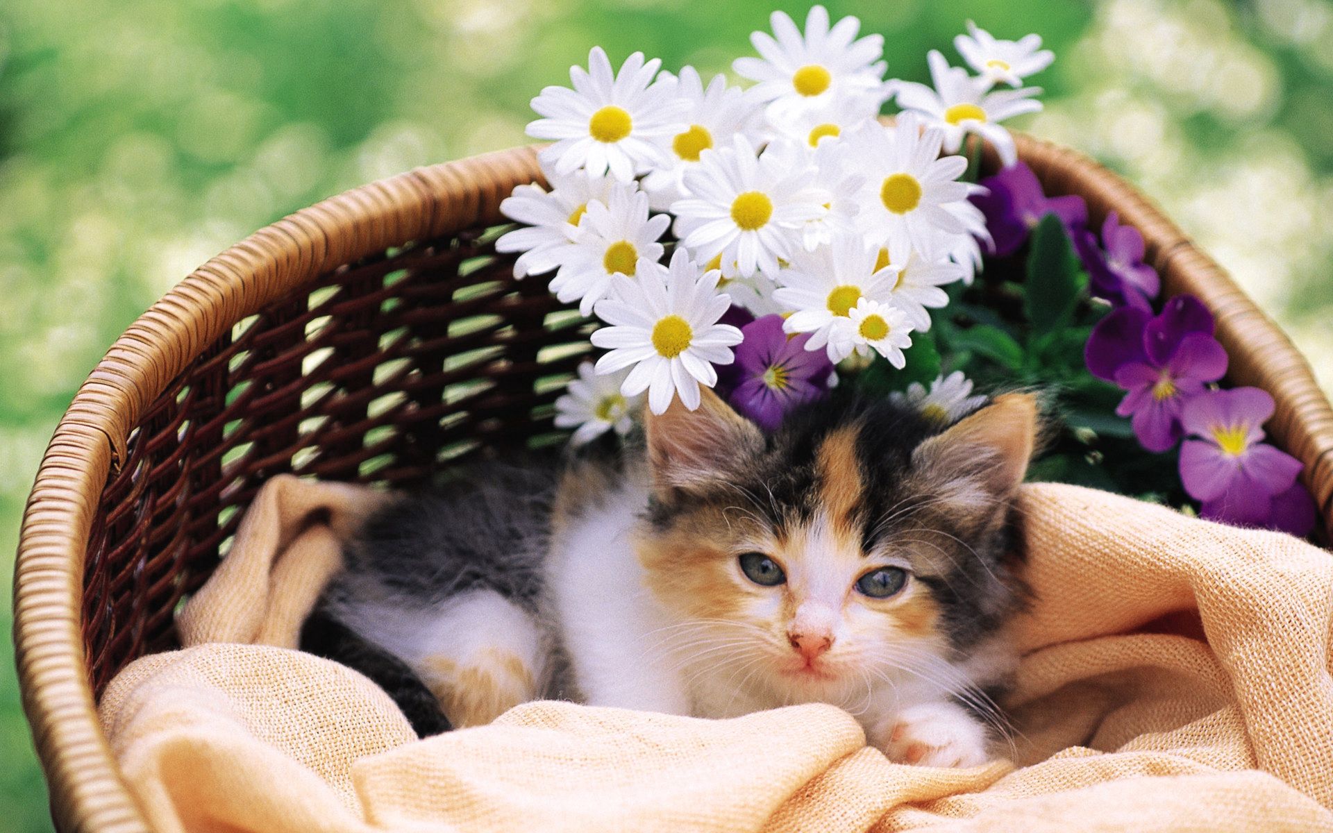 fluffy, kitty, animals, flowers, kitten, to lie down, lie, basket wallpapers for tablet