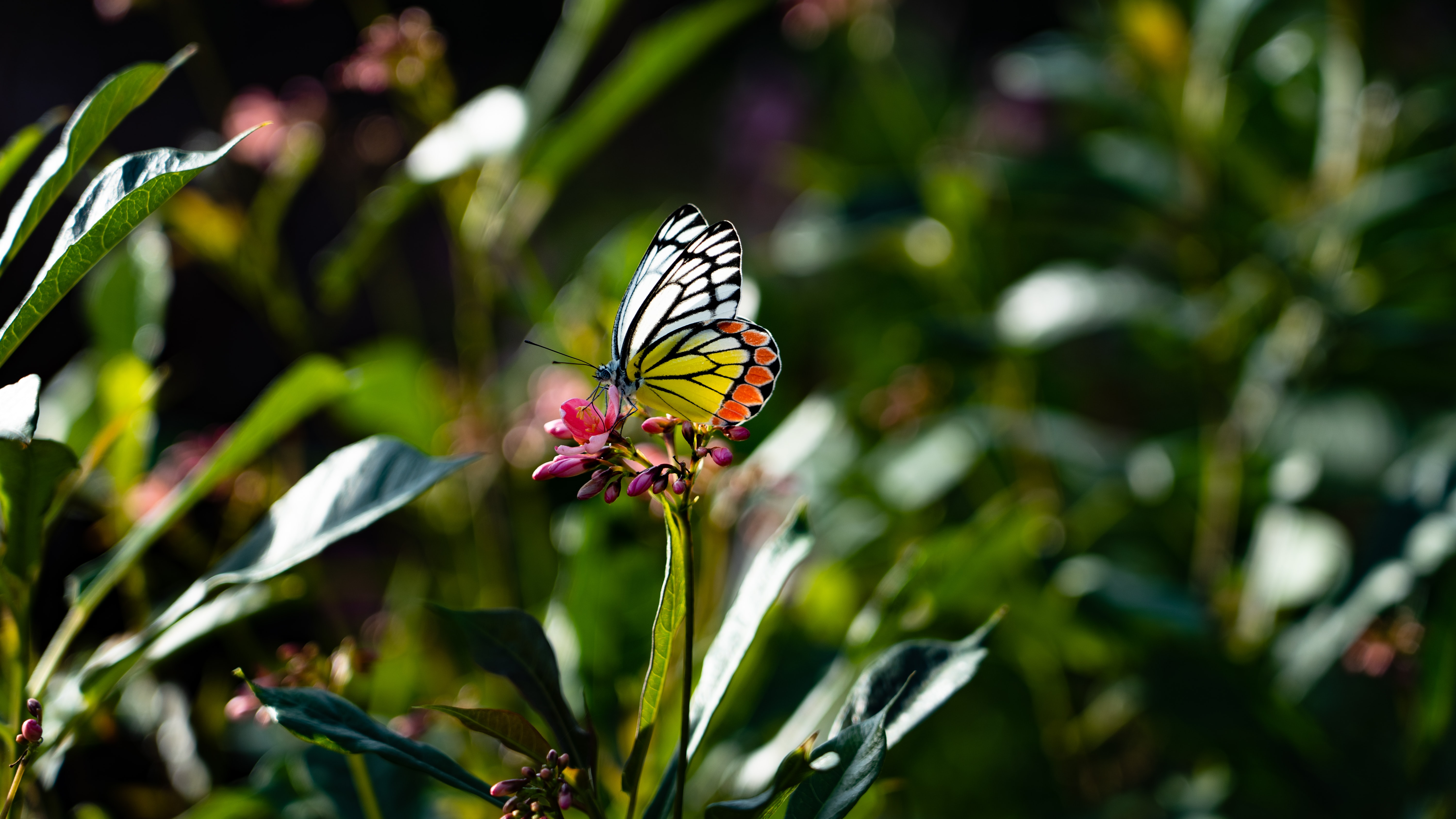 butterfly, flower, animals, macro, wings 4K Ultra