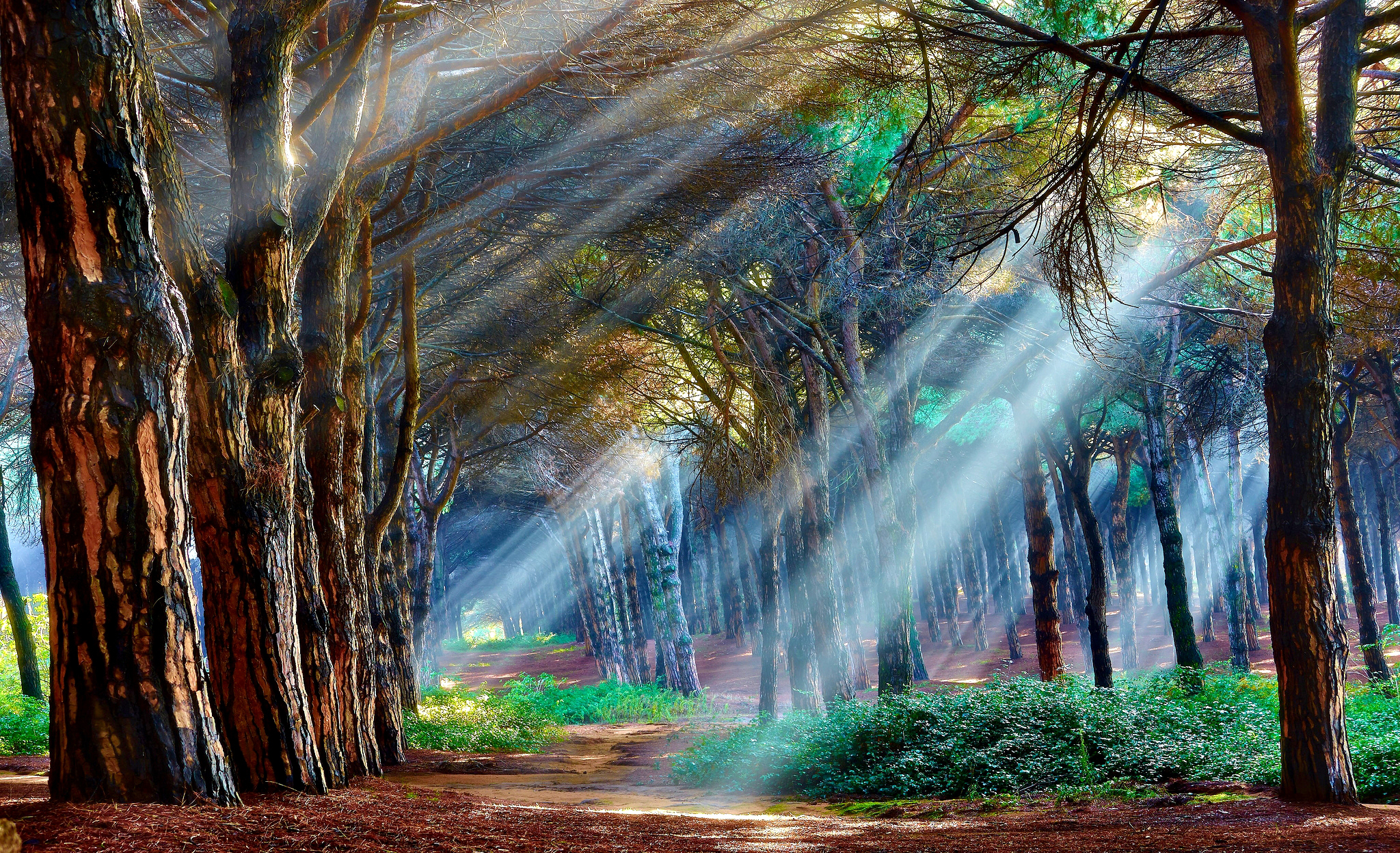 Природа сказочный лес