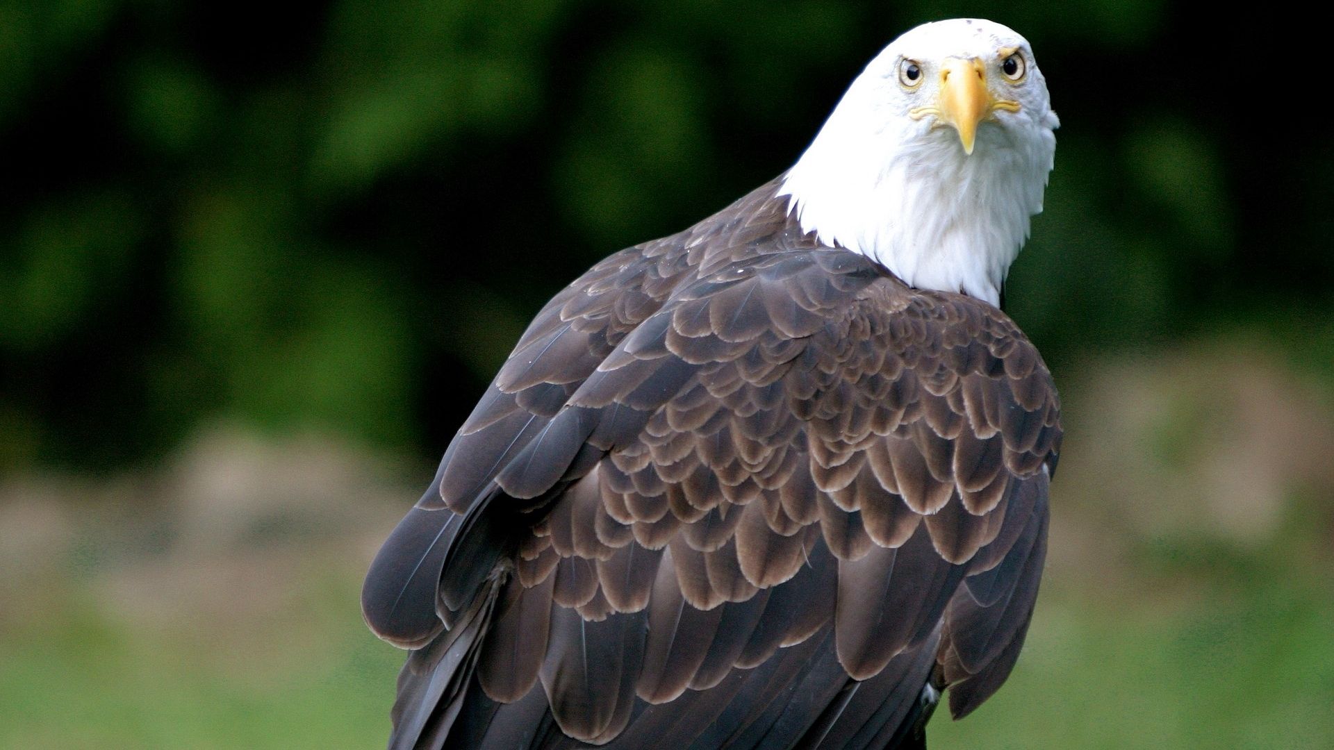 Download mobile wallpaper Animals, Predator, Bird, White Headed Eagle, Bald Eagle, Eagle for free.