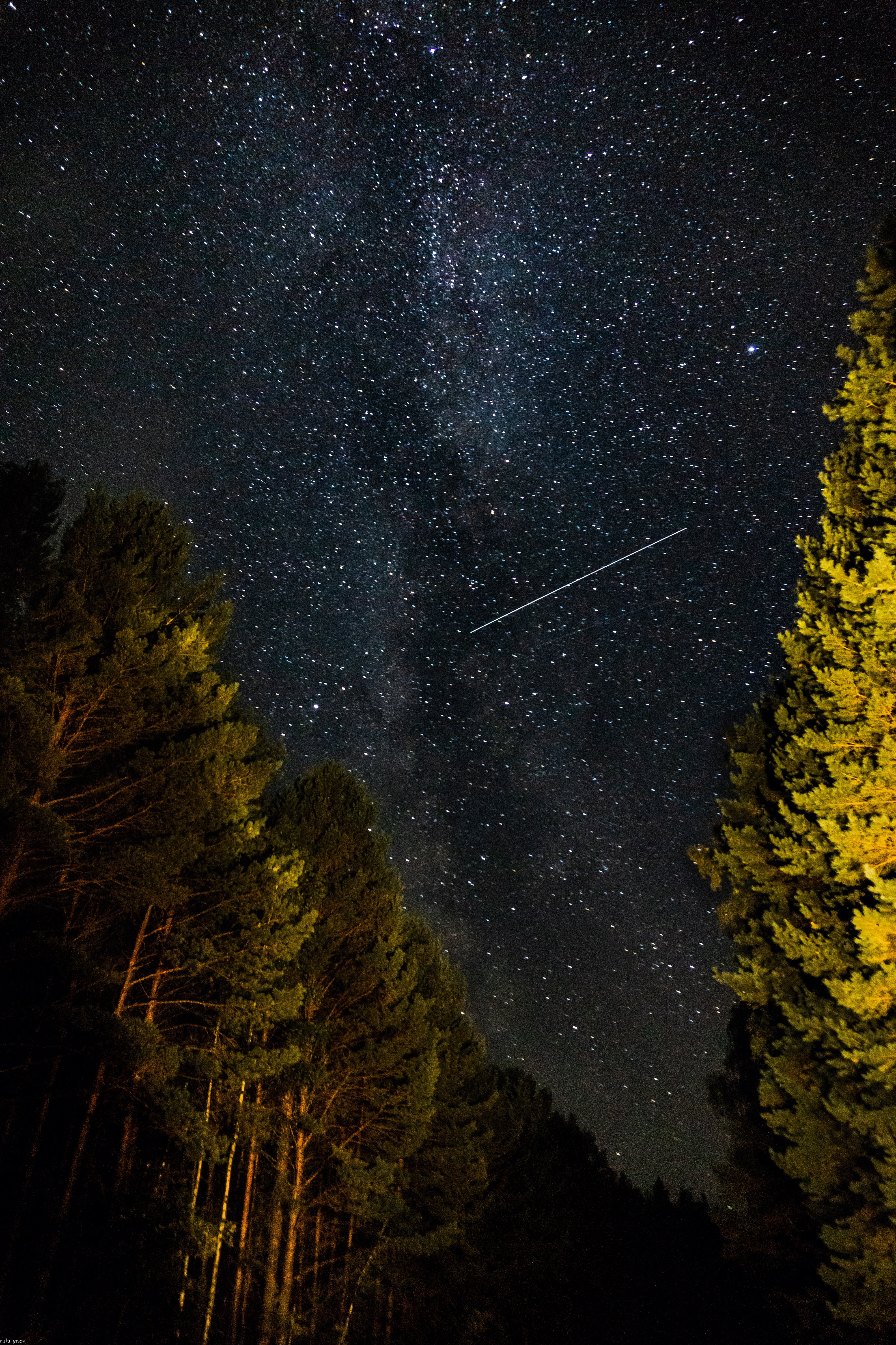 nature, forest, starry sky, starfall