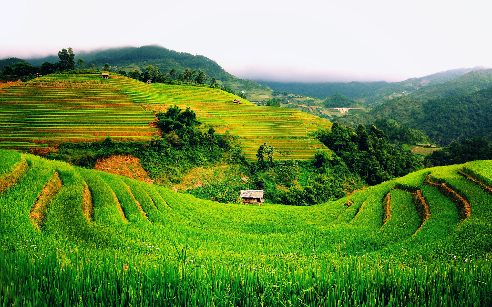 220535 скачать обои поле, вьетнам, земля/природа, зеленый, холм, фотография - заставки и картинки бесплатно