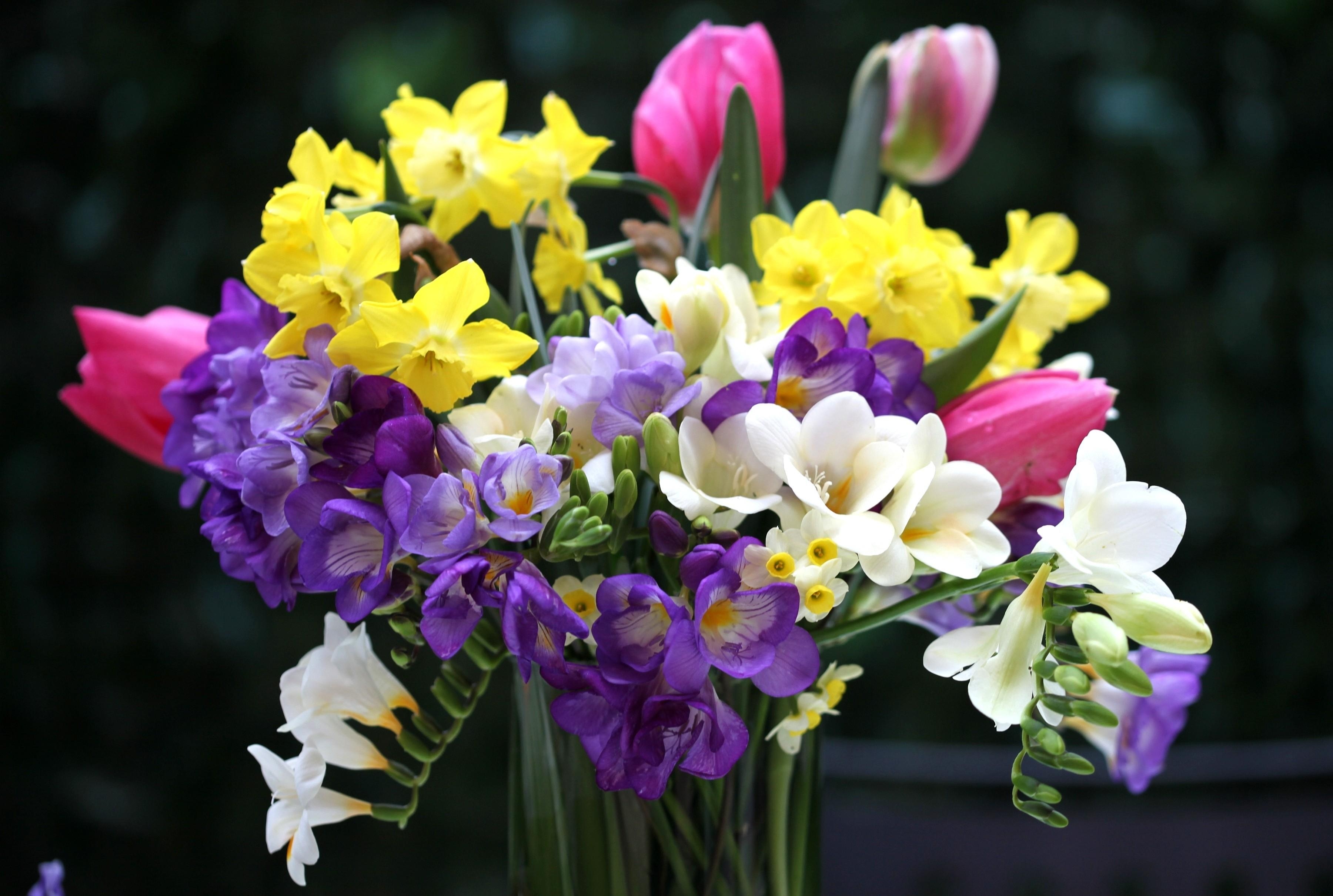 64605 скачать картинку тюльпаны, нарциссы, букет, цветы, фрезия, ваза - обои и заставки бесплатно