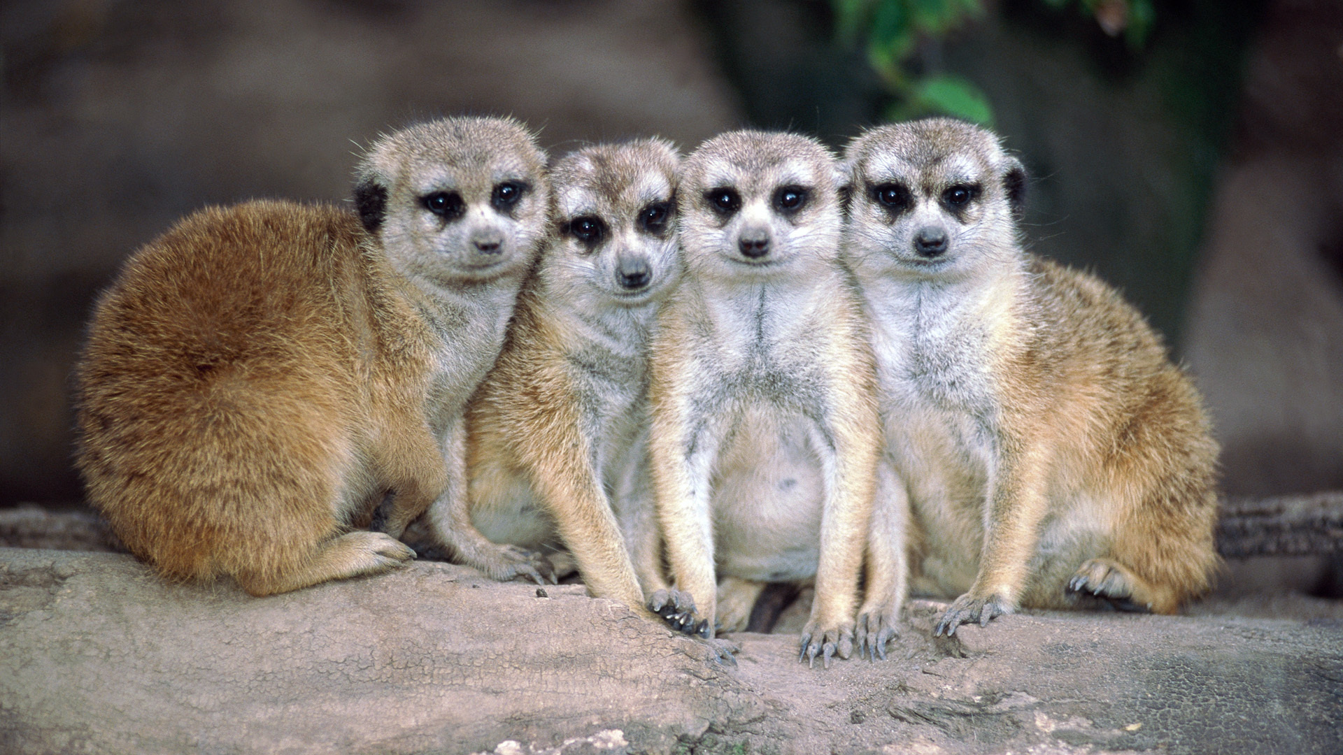 animal, meerkat Free Stock Photo