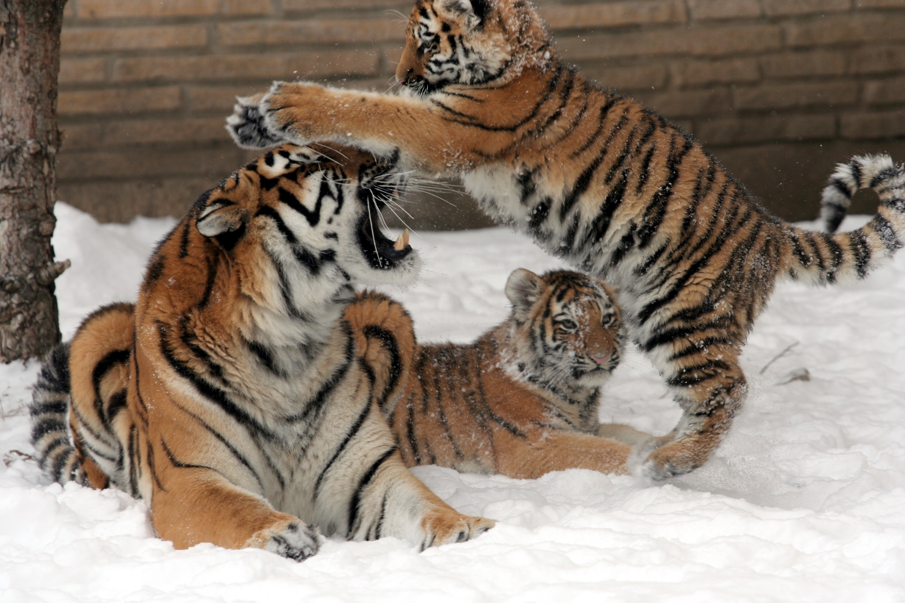 Амурский тигр с тигрятами