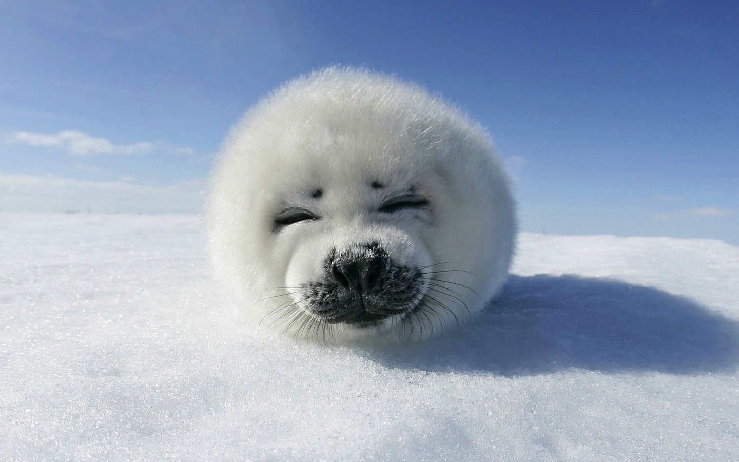 Handy-Wallpaper Tiere, Seals kostenlos herunterladen.