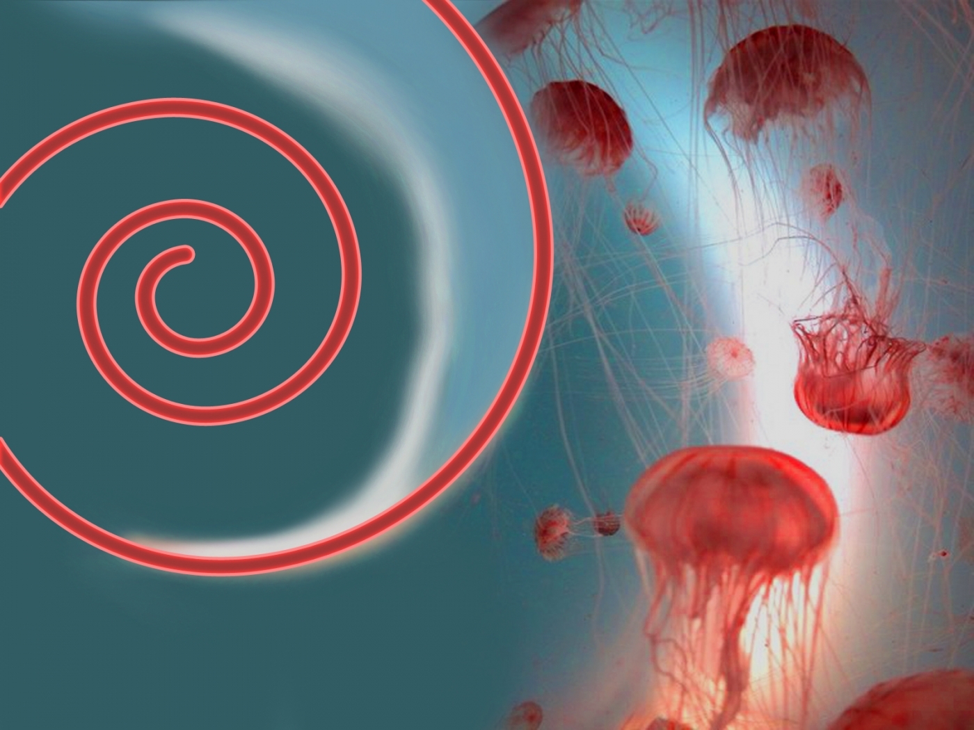 Laden Sie das Jellyfish, Hintergrund-Bild kostenlos auf Ihren PC-Desktop herunter