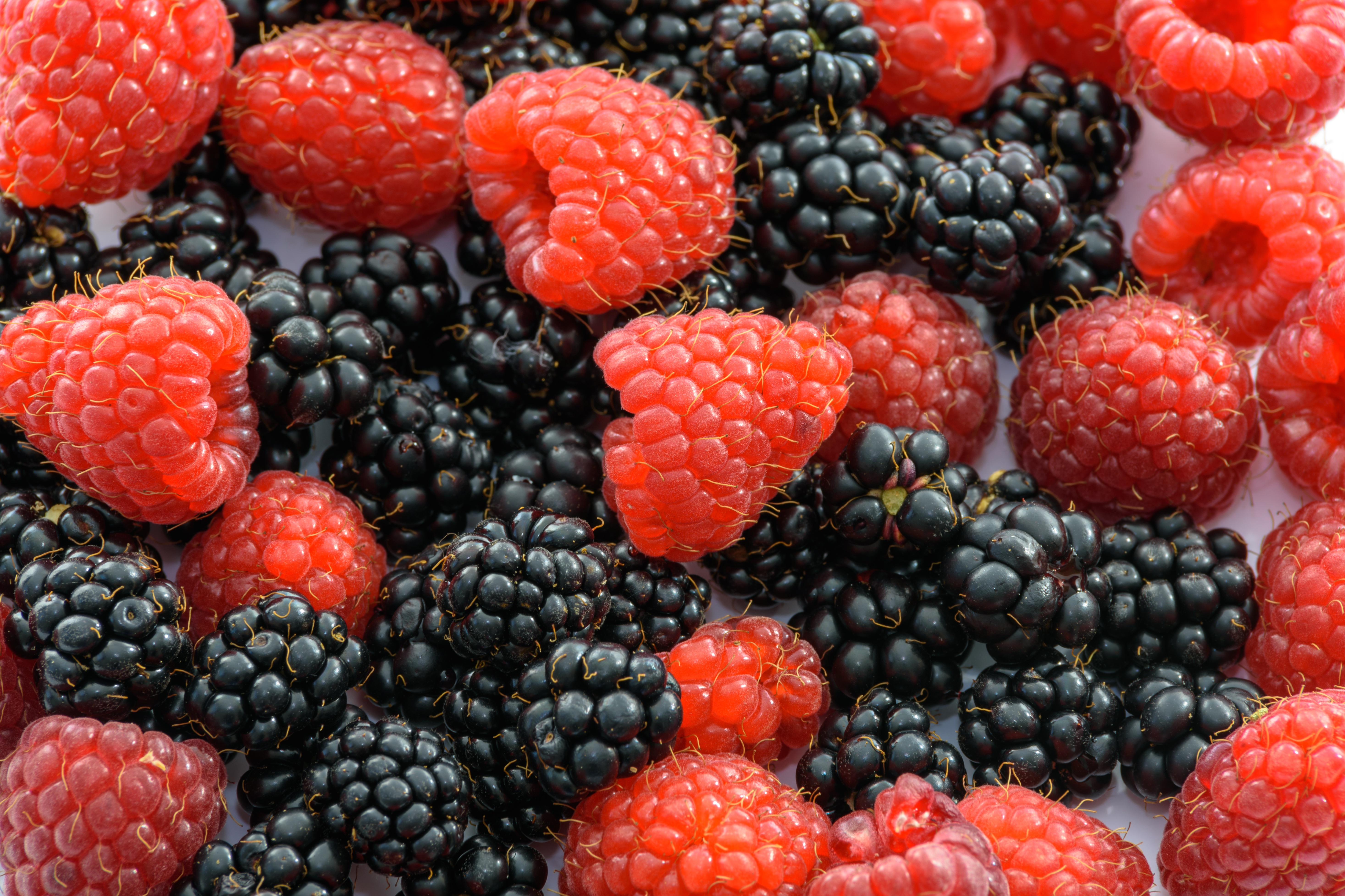 149958 Hintergrundbild herunterladen lebensmittel, himbeere, berries, blackberry, reif, saftig - Bildschirmschoner und Bilder kostenlos