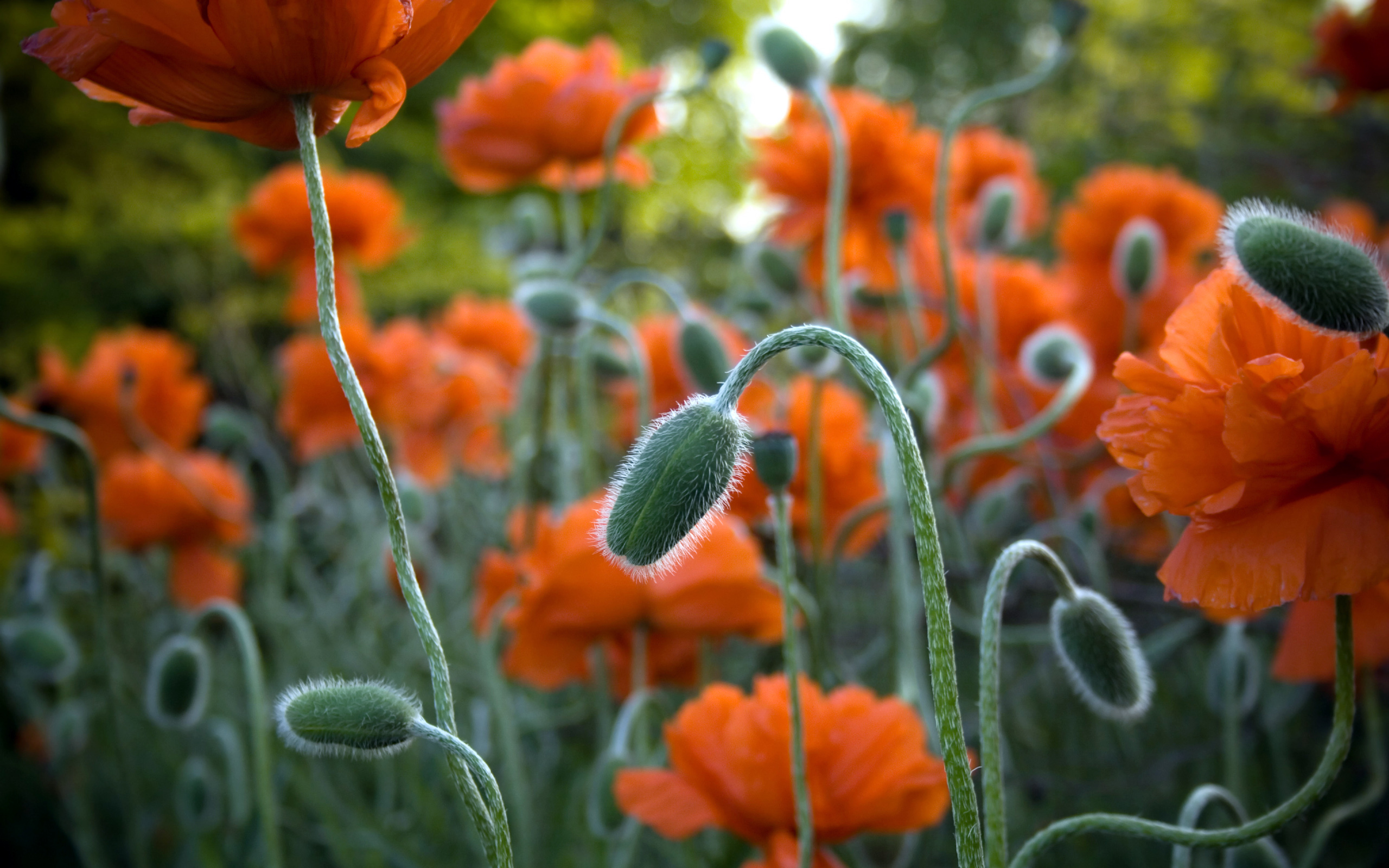 Оранжевые цветы в природе