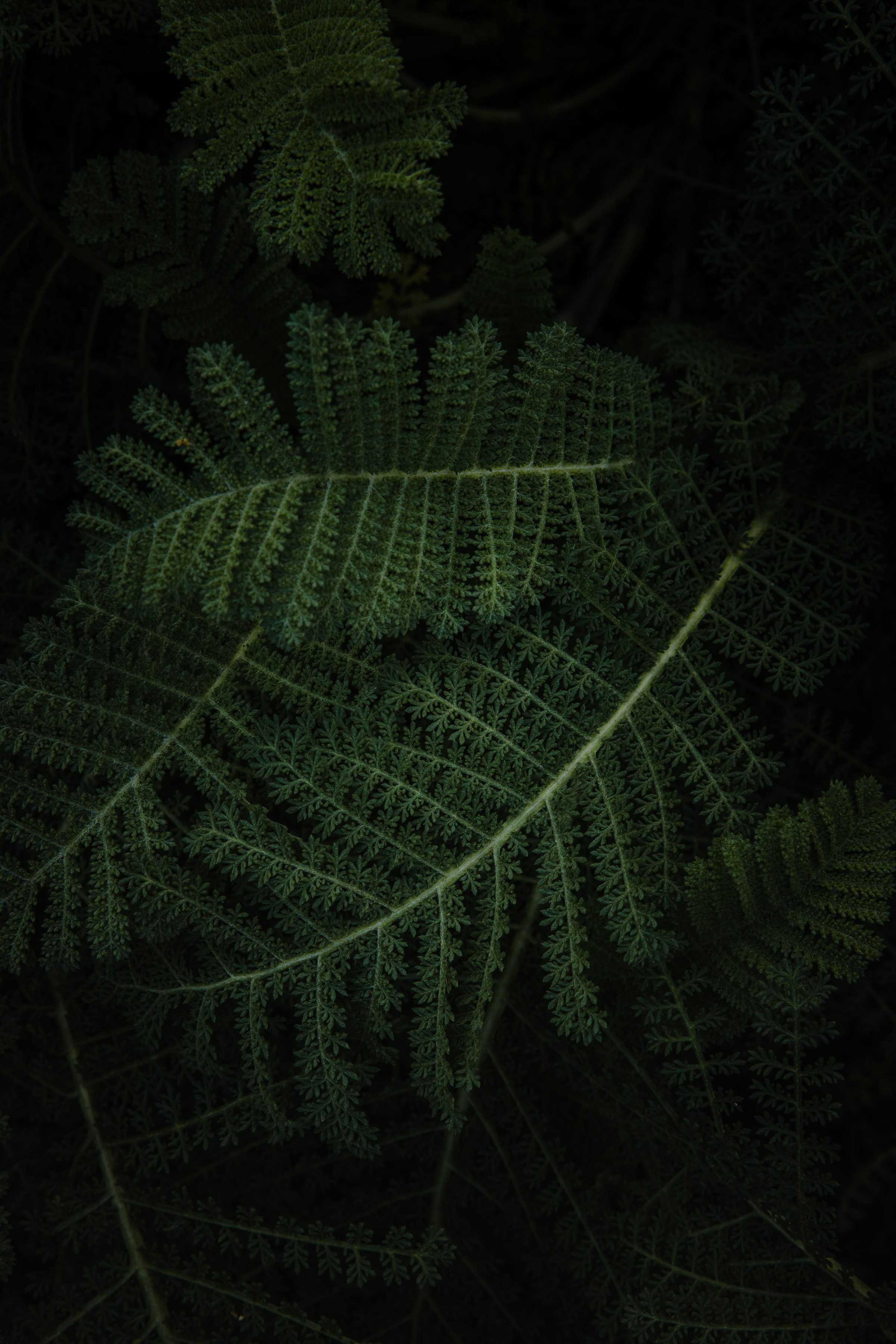 vertical wallpaper fern, leaves, macro, green, plant