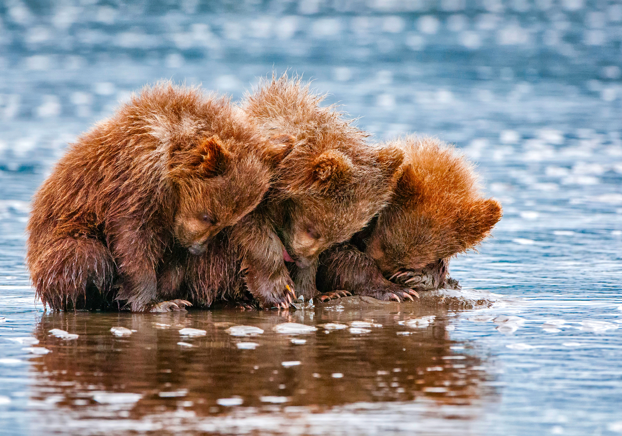 animal, bear, brown bear, cub, bears HD wallpaper