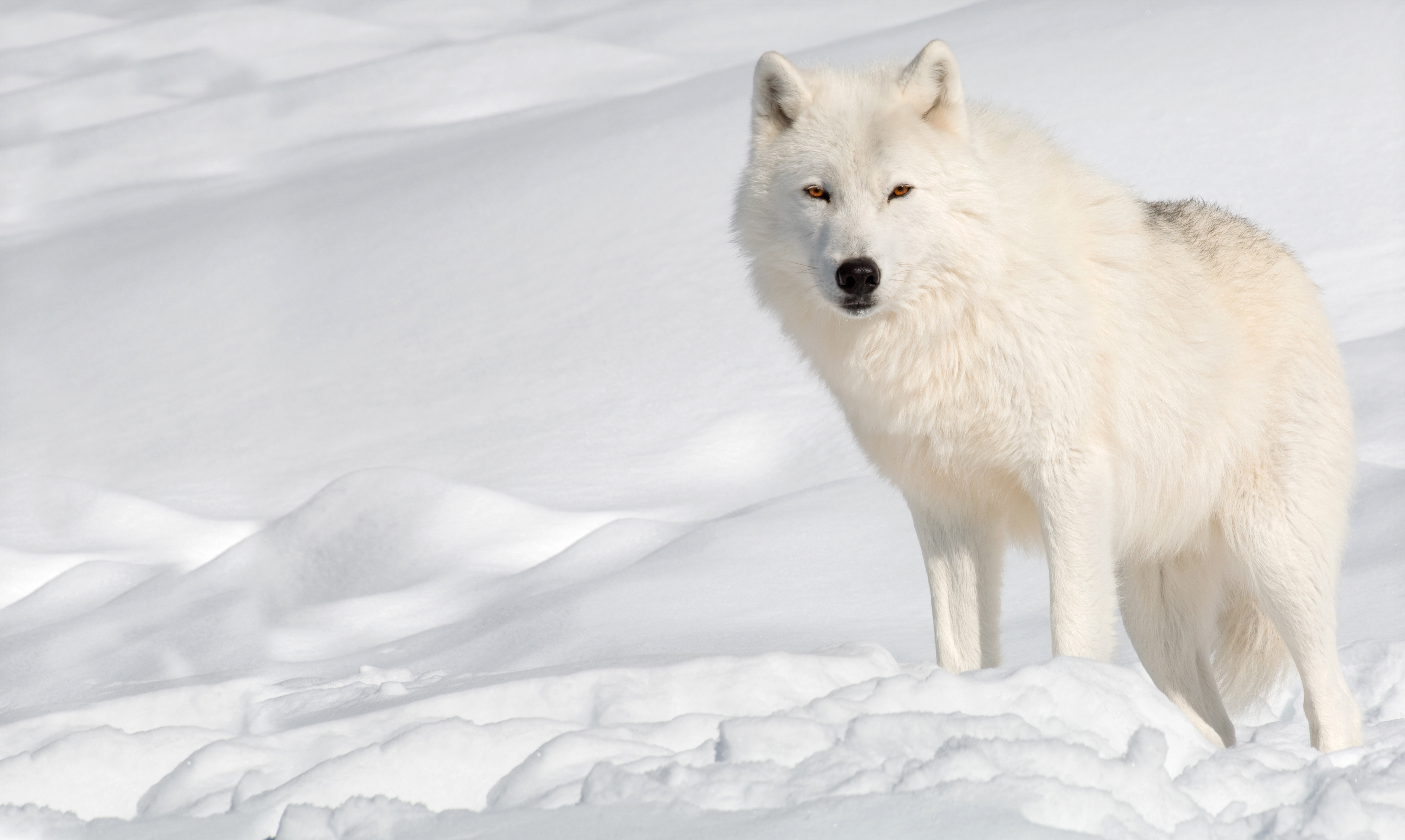 430938 baixar papel de parede lobo branco, animais, lobo, lobo ártico, neve, inverno, lobos - protetores de tela e imagens gratuitamente