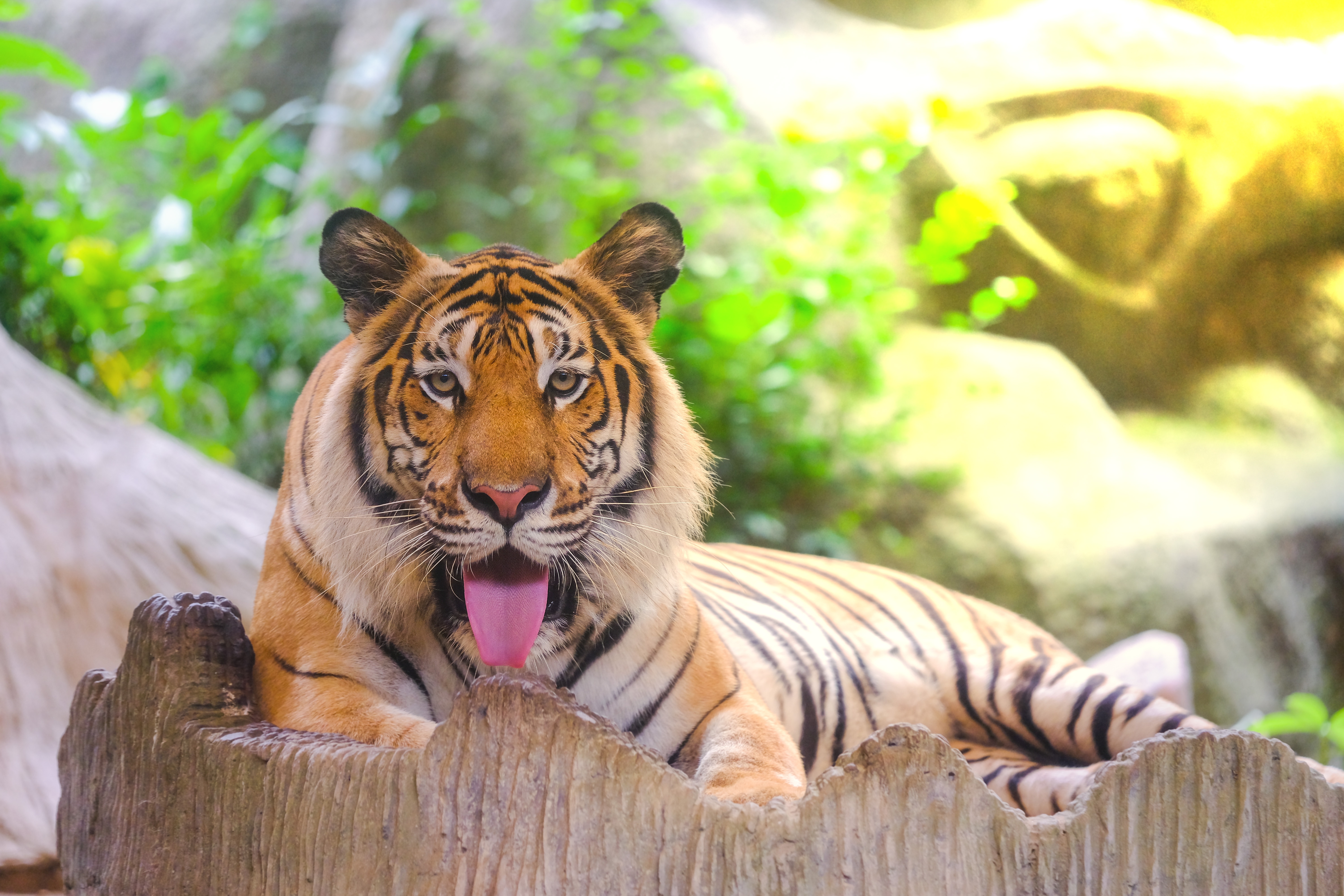 478633 Hintergrundbilder und Amur Tiger Bilder auf dem Desktop. Laden Sie  Bildschirmschoner kostenlos auf den PC herunter