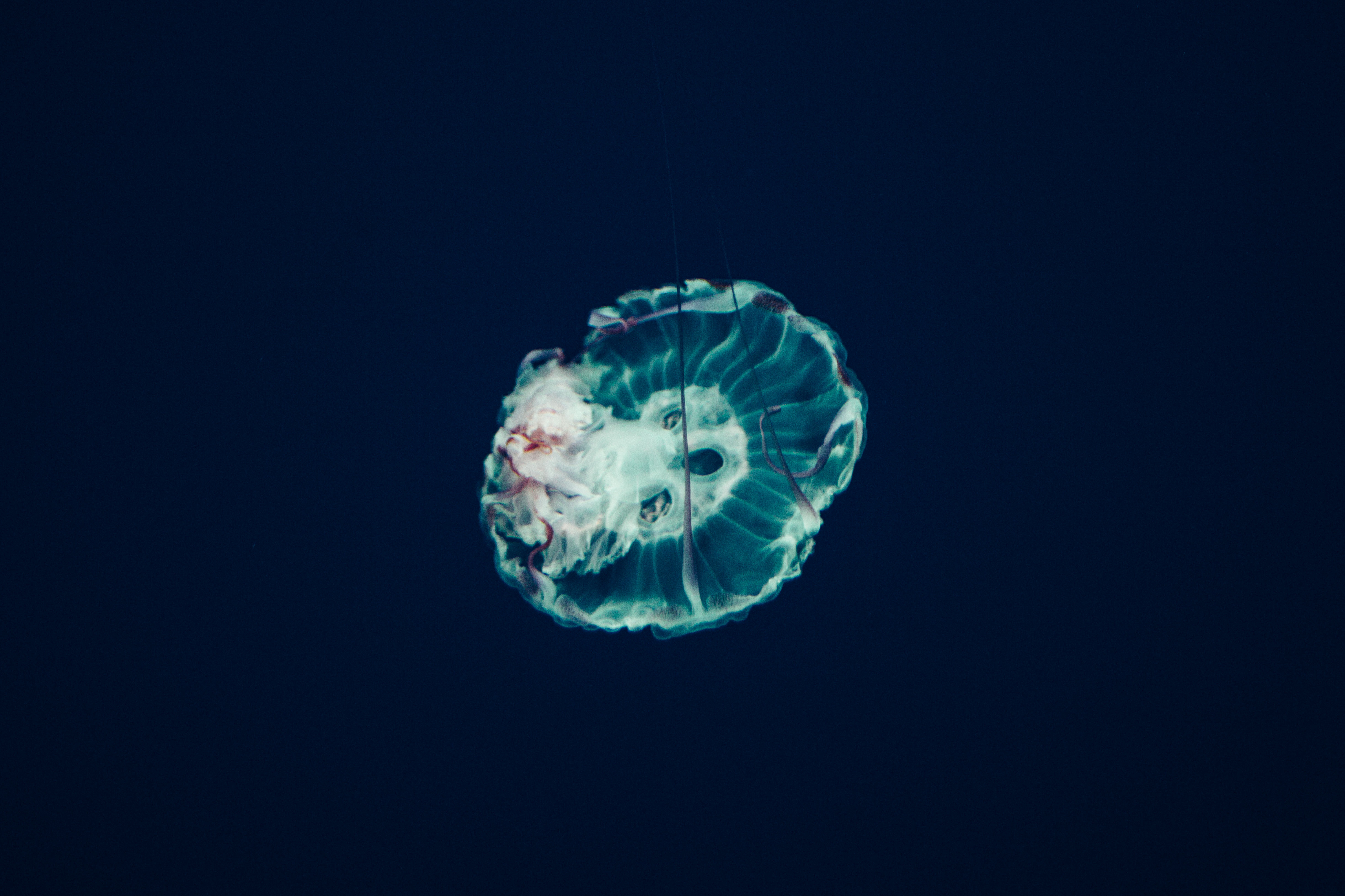 Download mobile wallpaper Nature, Tentacles, Ocean, Underwater World, Jellyfish for free.