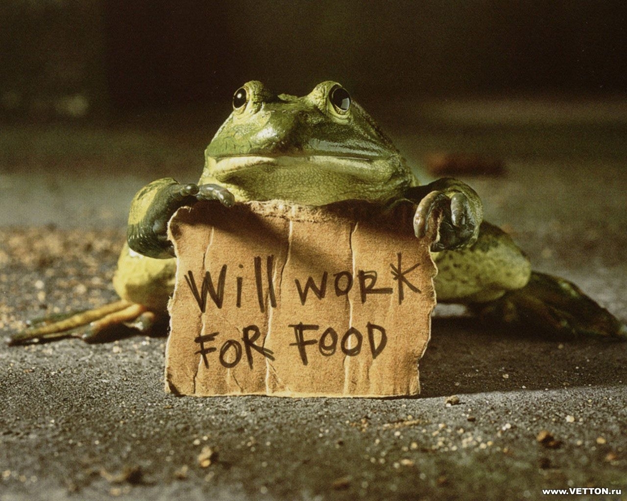 Download mobile wallpaper Animals, Frogs, Funny for free.