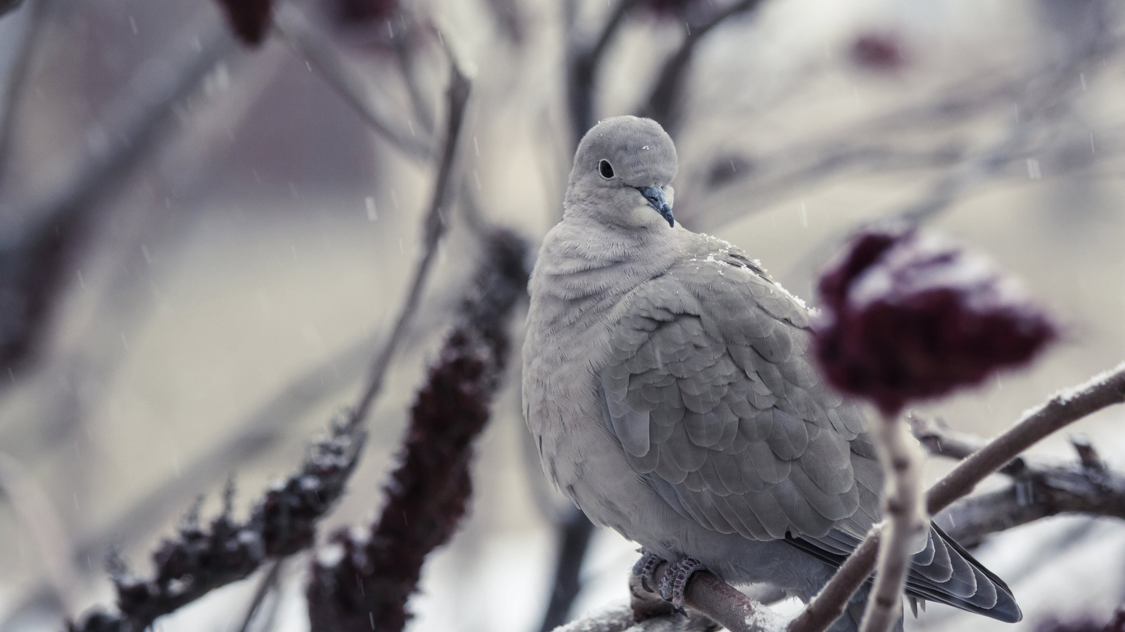 Серые птички зимой. Птица Горлица серая. Горлица птица зимой. Серый голубь. Голубь обои.