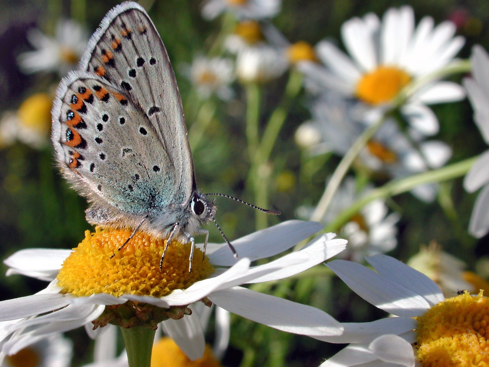 Laden Sie das Blumen, Insekten, Schmetterlinge-Bild kostenlos auf Ihren PC-Desktop herunter
