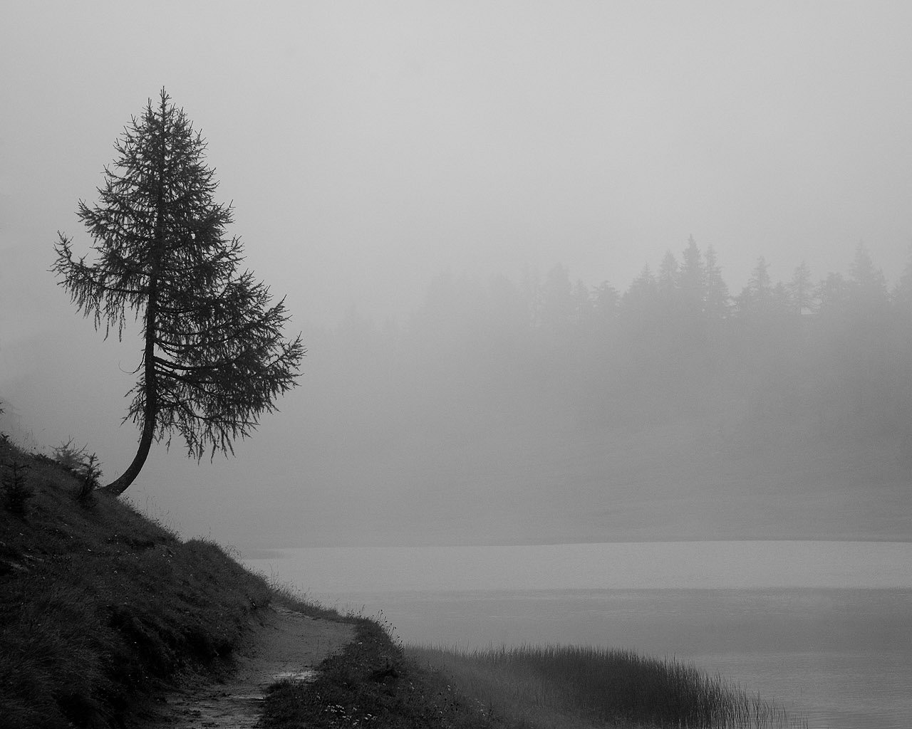 1513767 免費下載壁紙 自然, 雾, 湖, 树 屏保和圖片