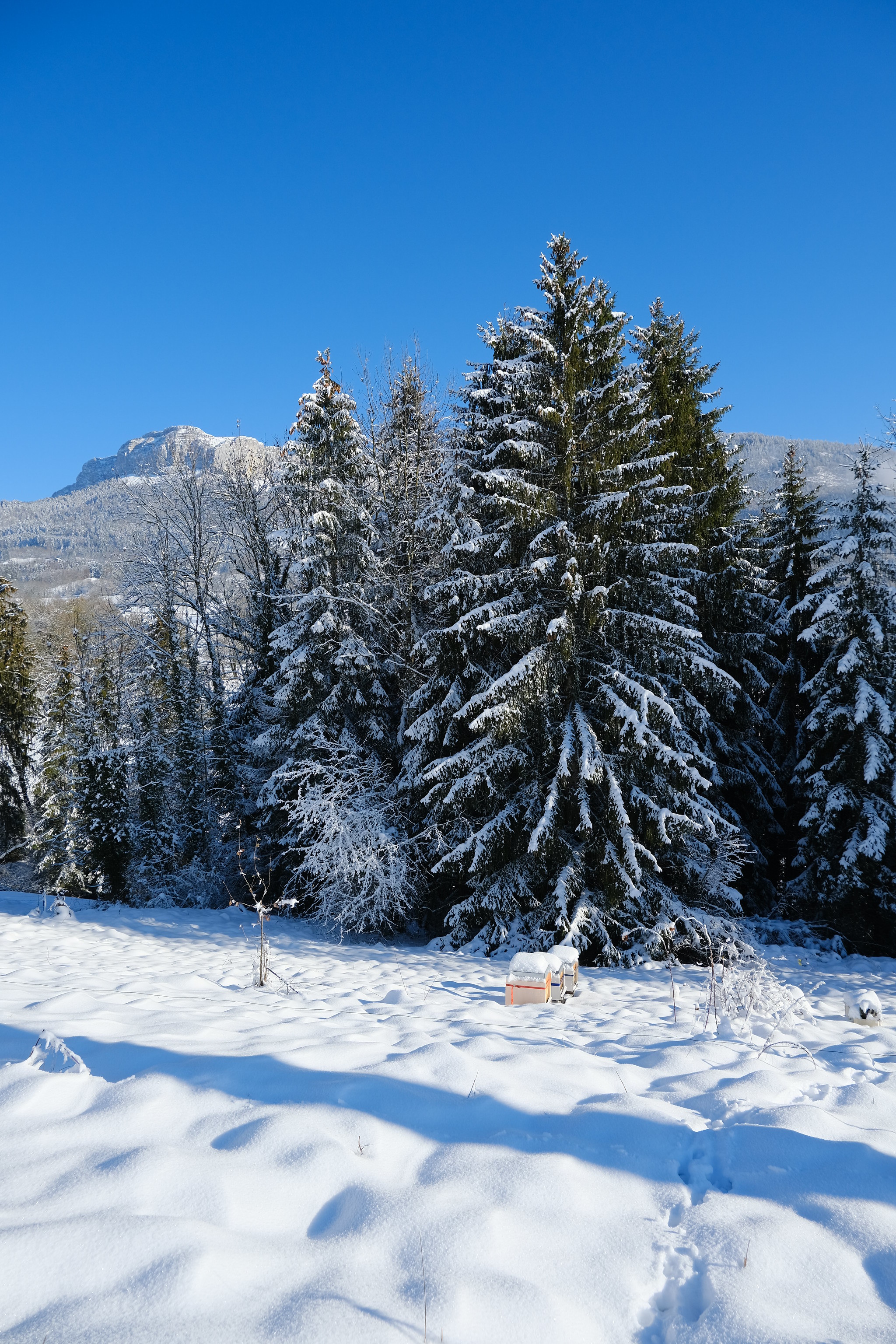 114049 завантажити картинку пейзаж, зима, природа, дерева, сніг, ялинки, гора - шпалери і заставки безкоштовно