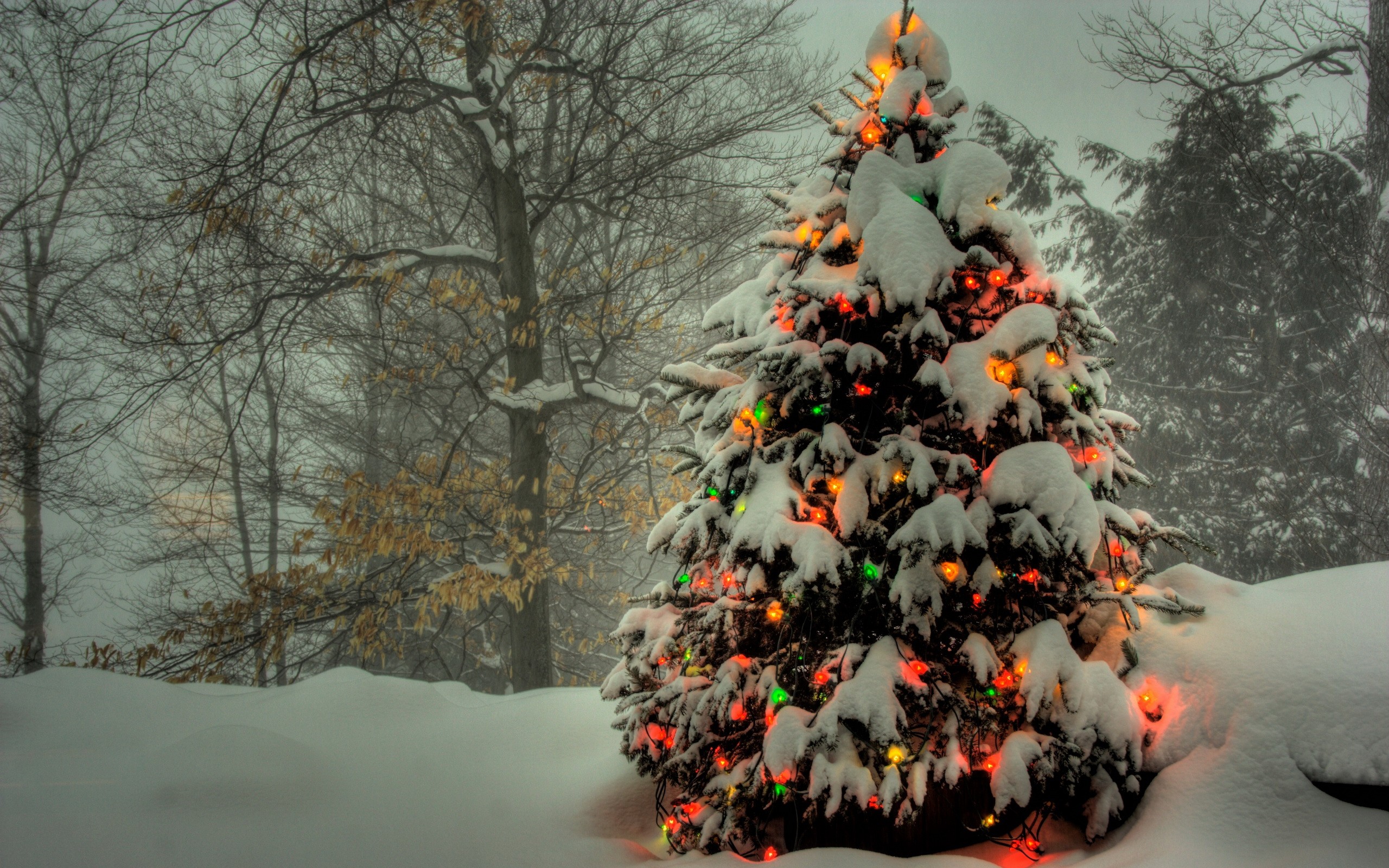 holiday, christmas, christmas lights, christmas tree