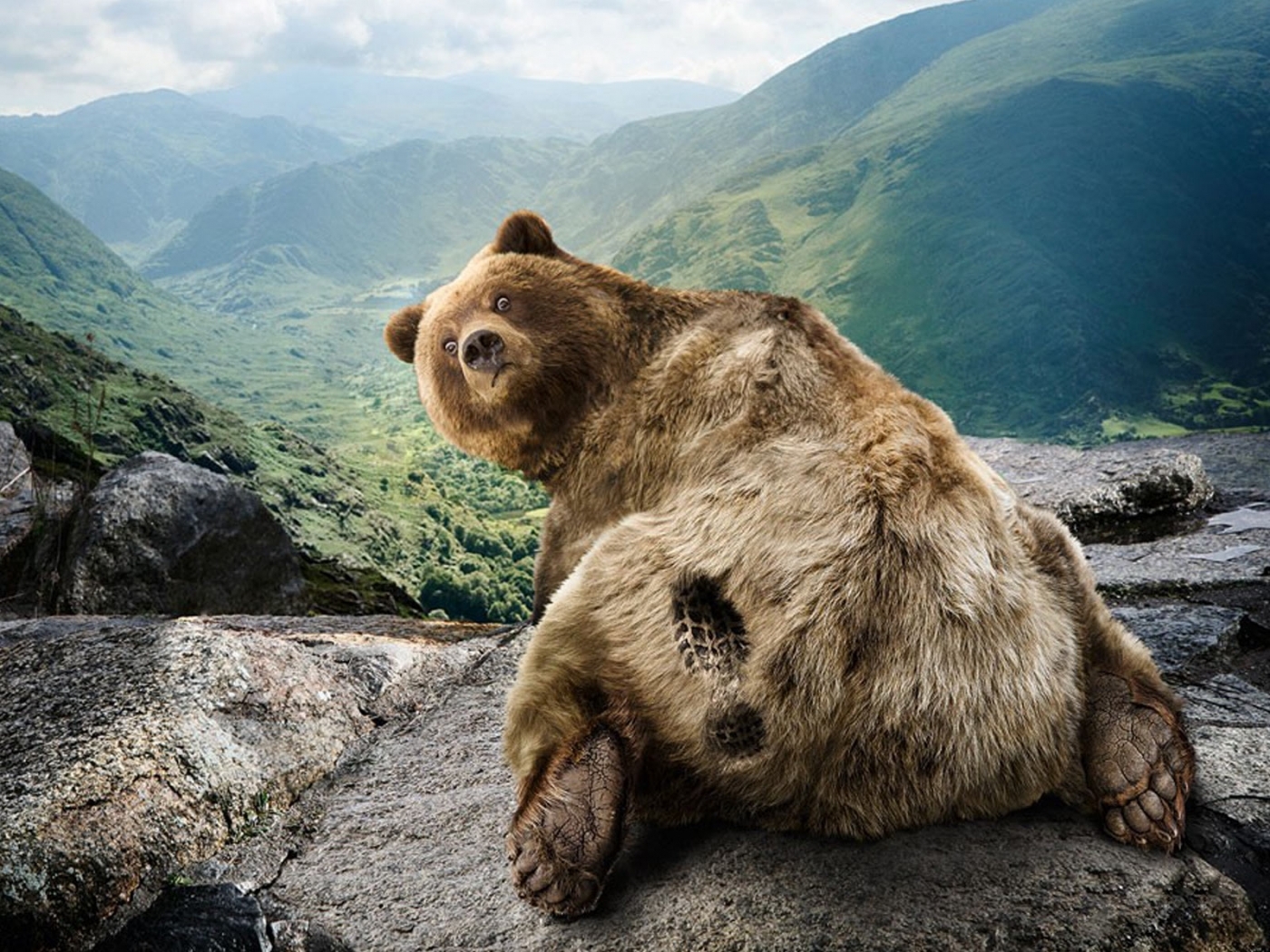 Handy-Wallpaper Tiere, Bären kostenlos herunterladen.