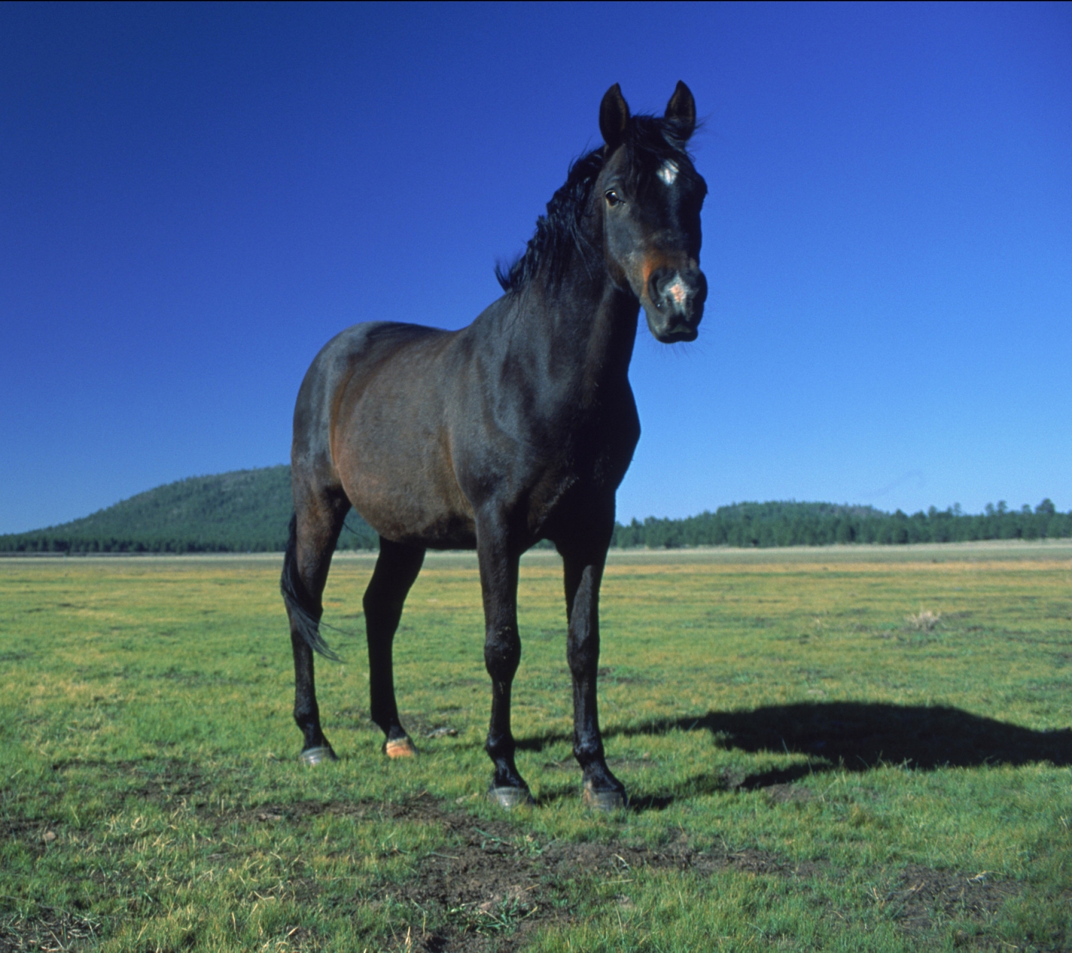 Дальше лошадка. Животные лошади. Красивые лошади. Черный конь в поле. Обои лошади.