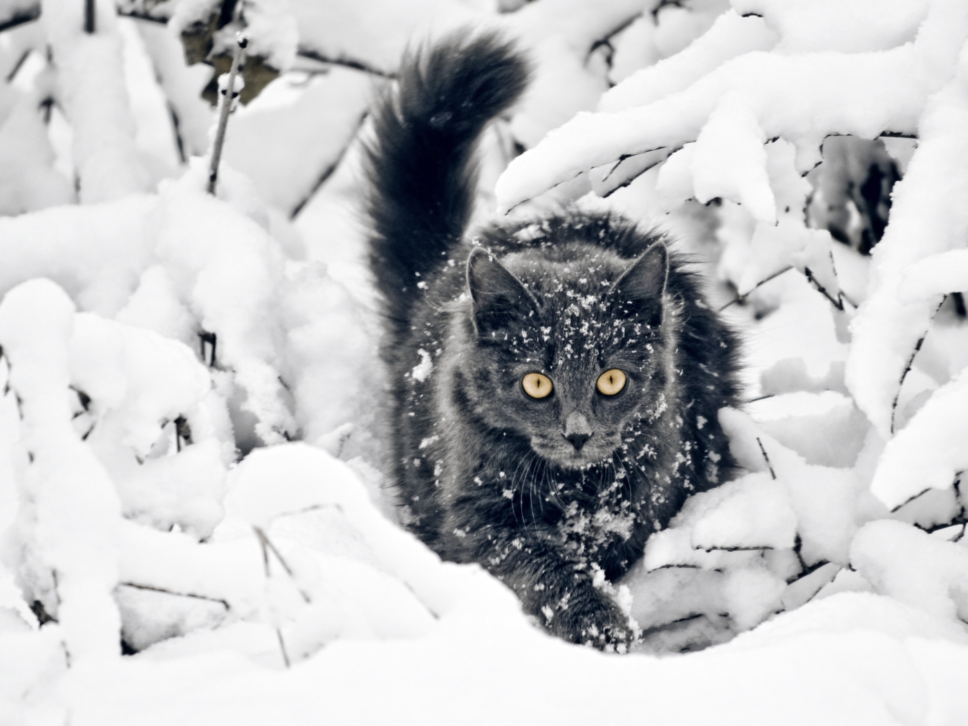 Скачать картинку Снег, Кошки (Коты Котики), Животные в телефон бесплатно.