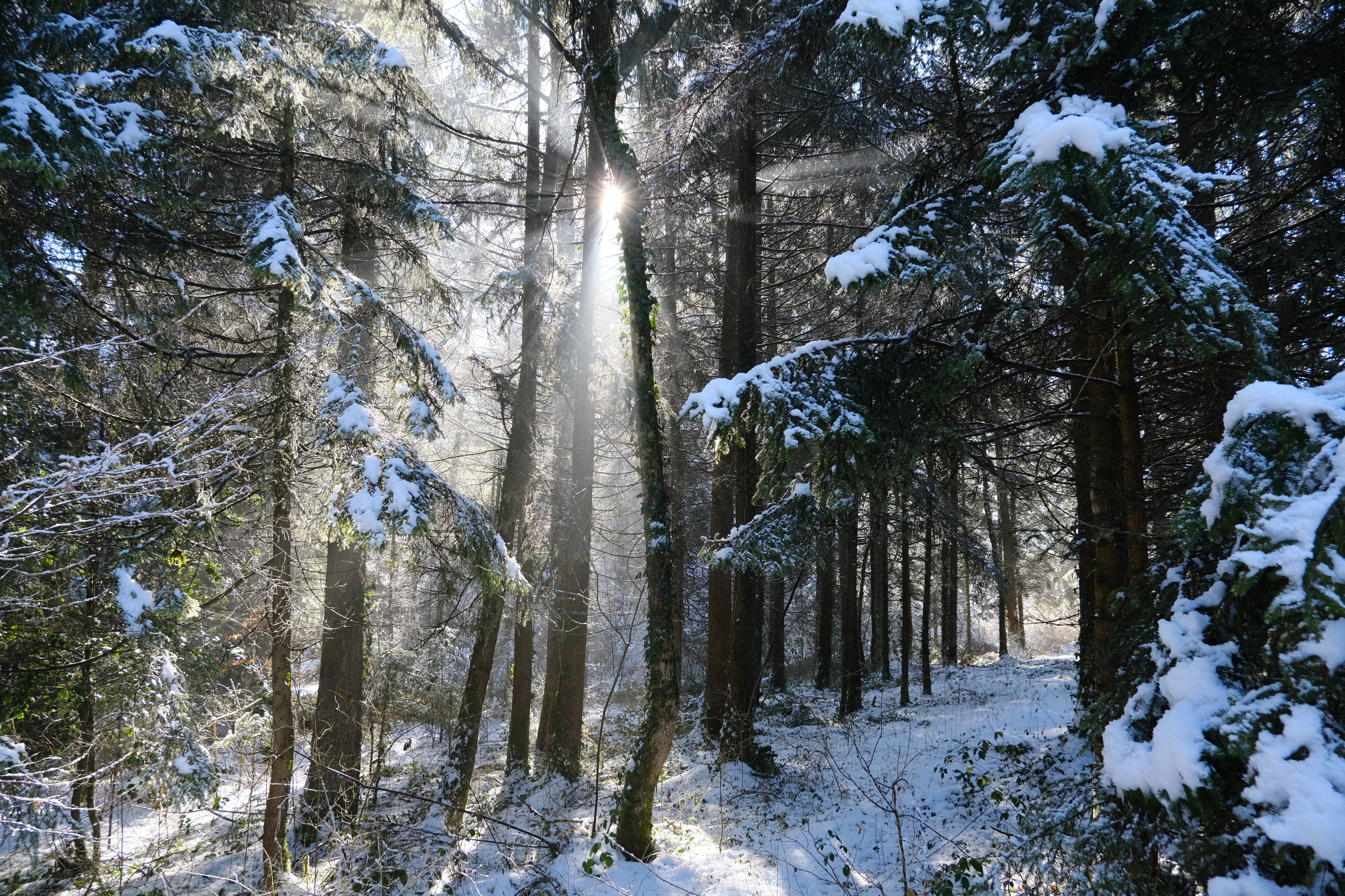 Download mobile wallpaper Trees, Snow, Forest, Nature, Winter, Sun for free.