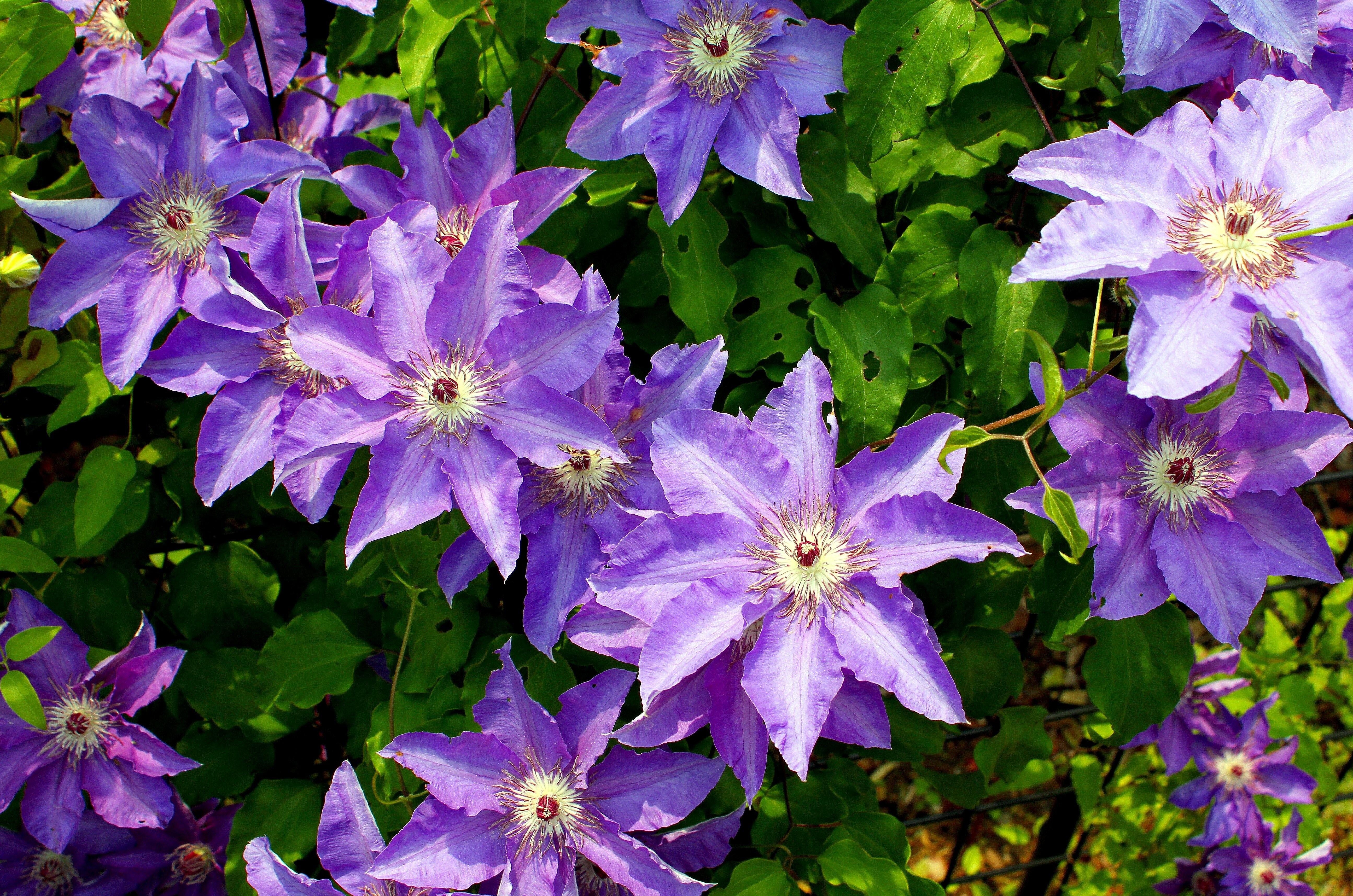 Download mobile wallpaper Clematis, Flower, Greens, Sunny, Flowers for free.