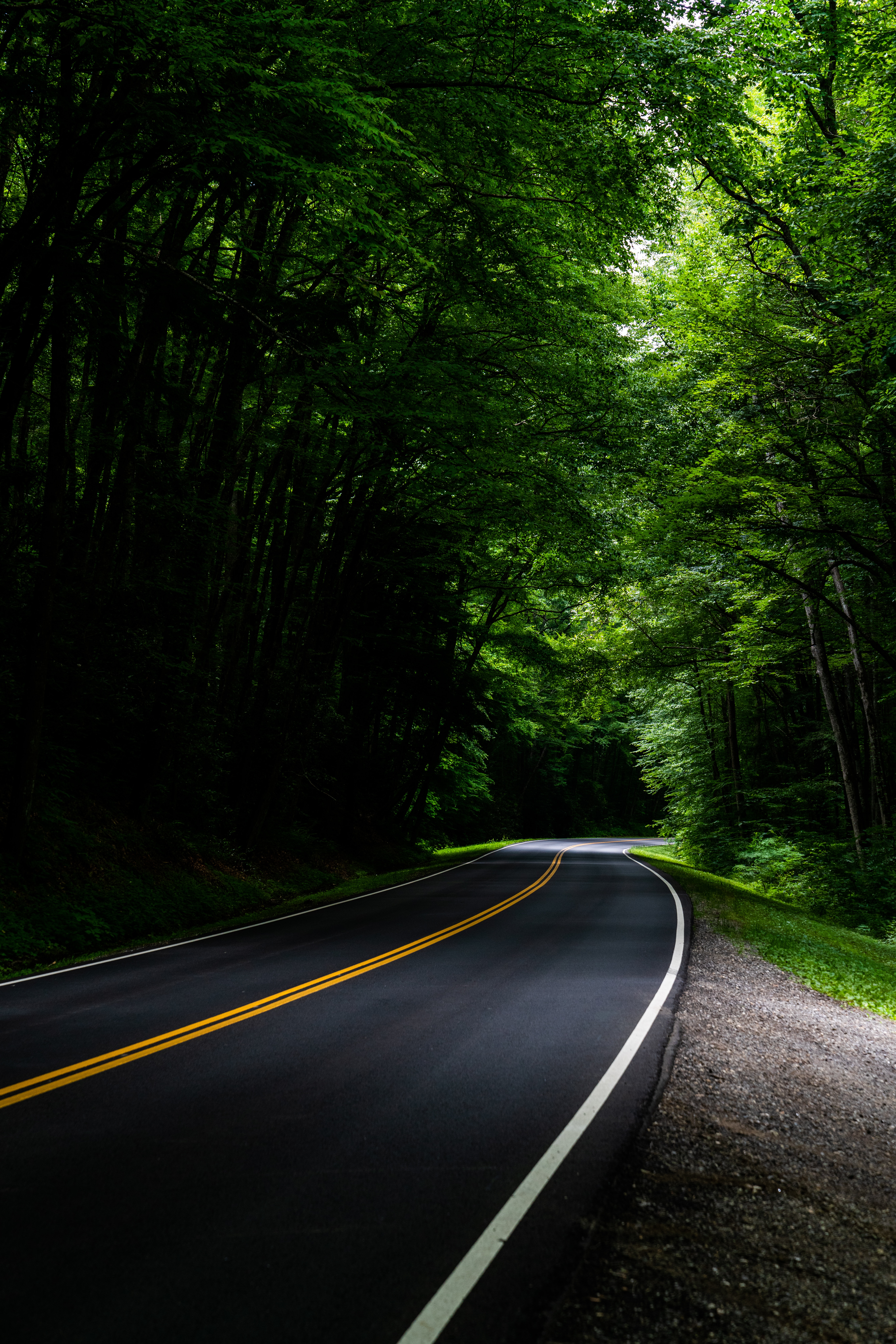 road, trees, asphalt, forest, turn, nature cellphone