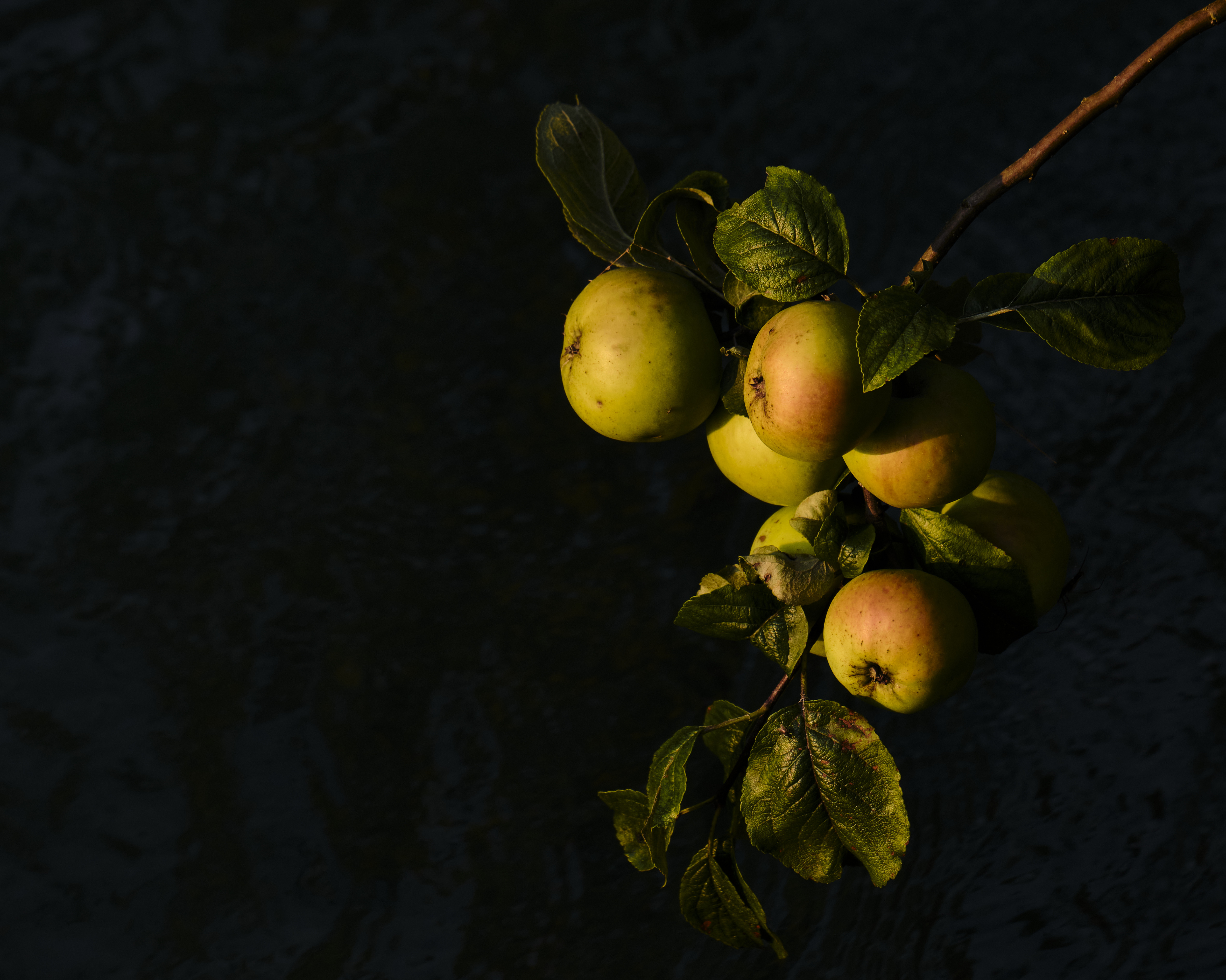 Laden Sie das Lebensmittel, Äpfel, Zweig, Die Frucht, Frucht, Blätter, Ast-Bild kostenlos auf Ihren PC-Desktop herunter