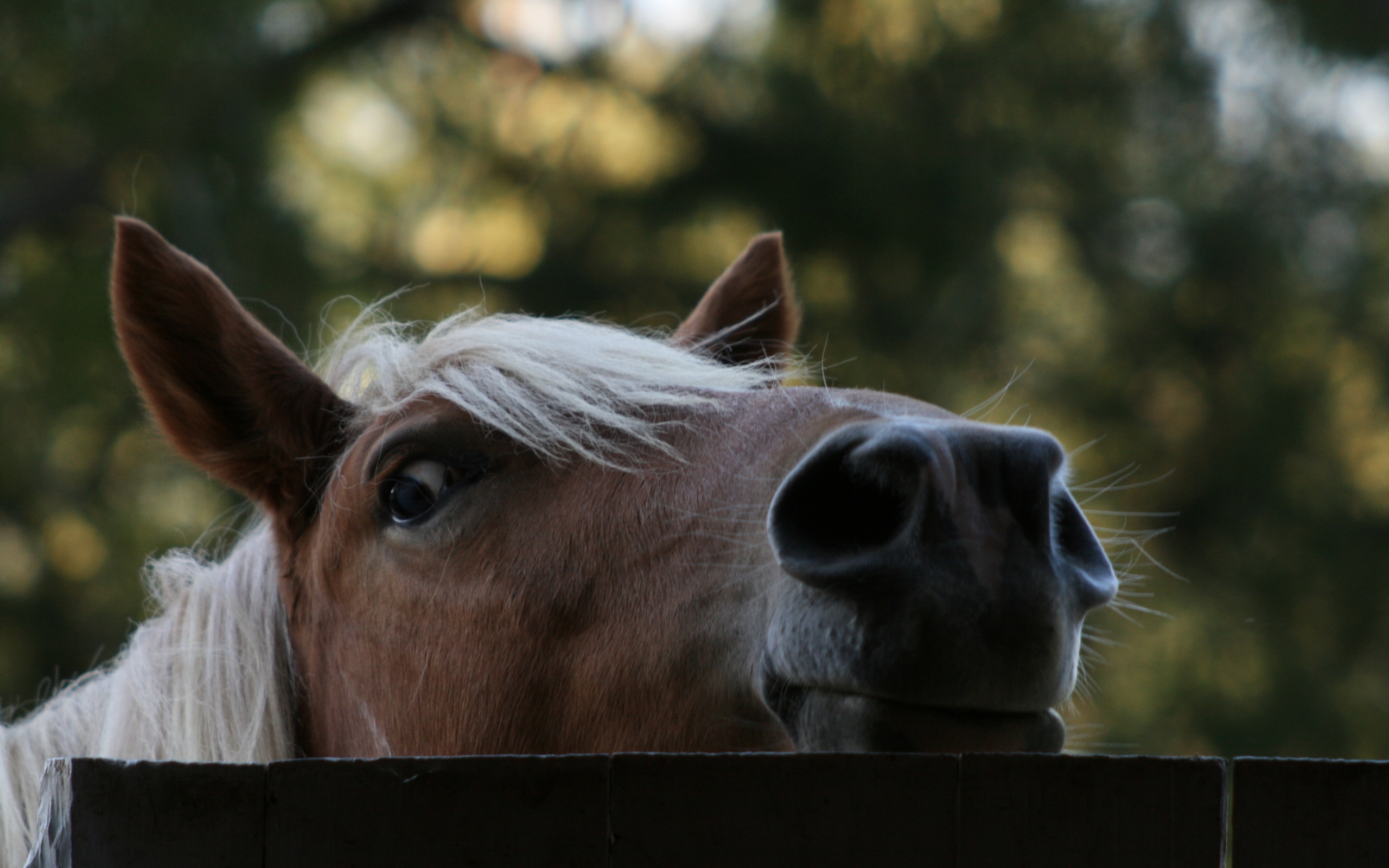 Download mobile wallpaper Animals, Horses for free.
