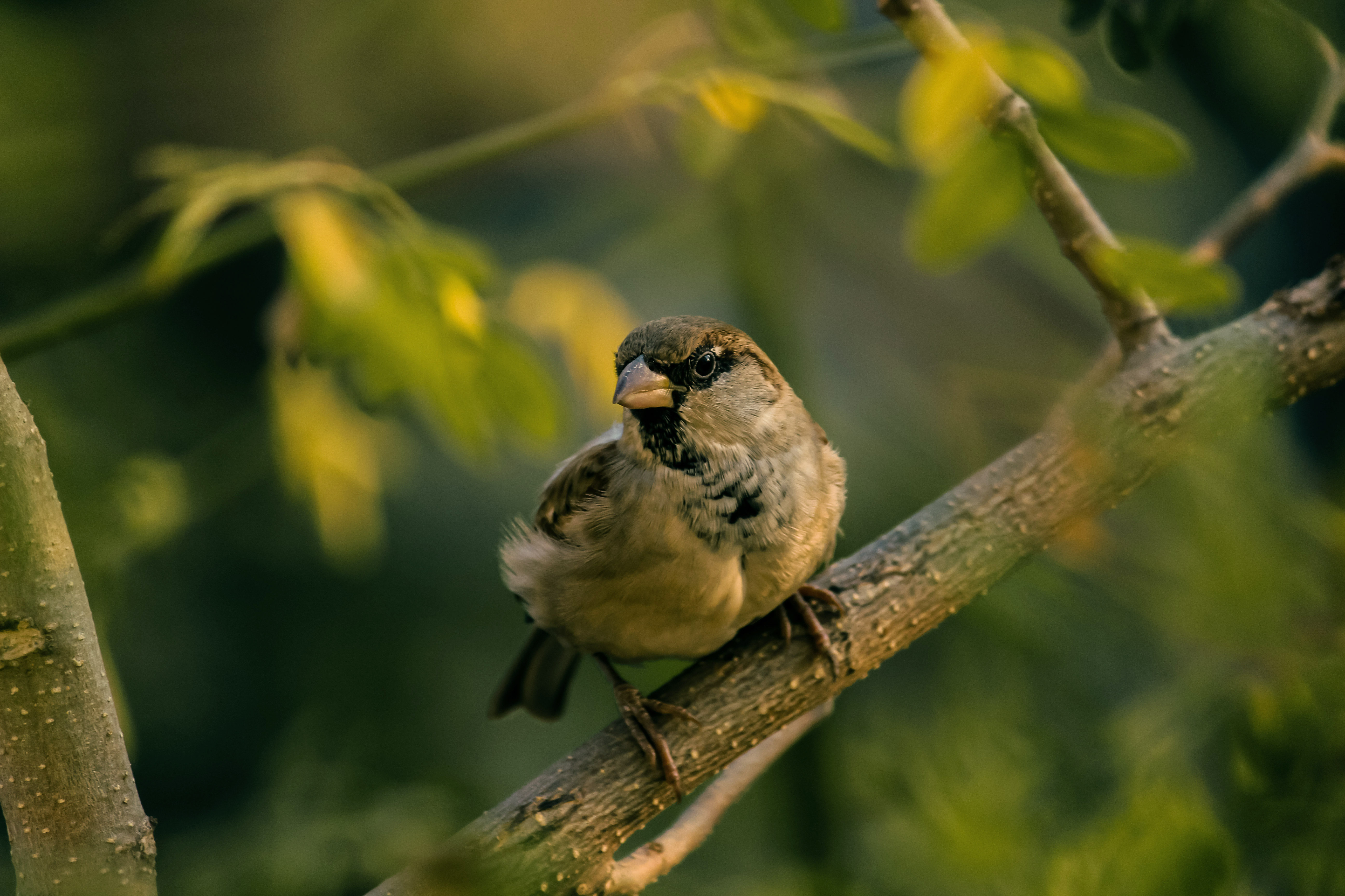 Sparrow Vertical Background