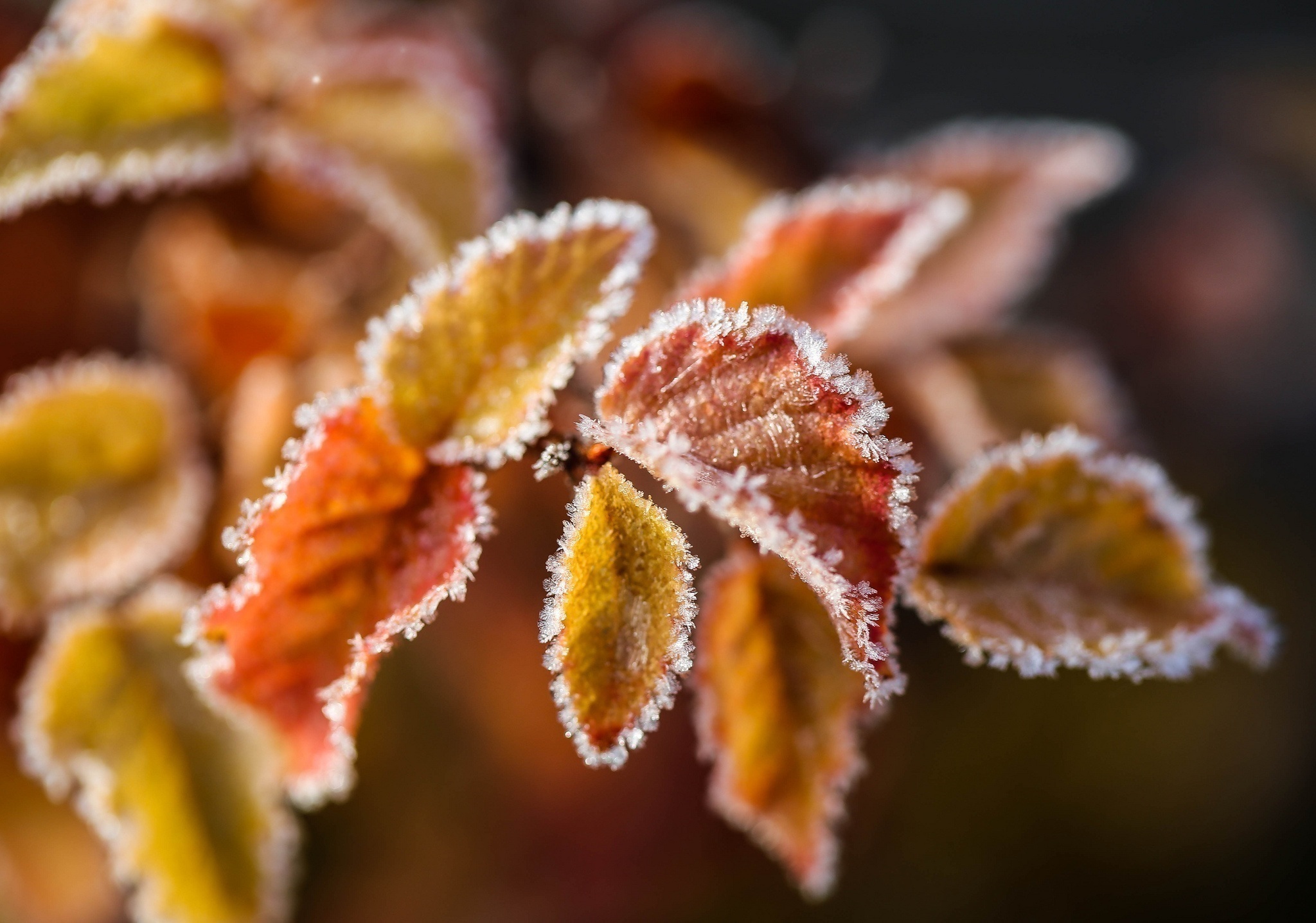 frost, leaves, macro, branch, hoarfrost download HD wallpaper