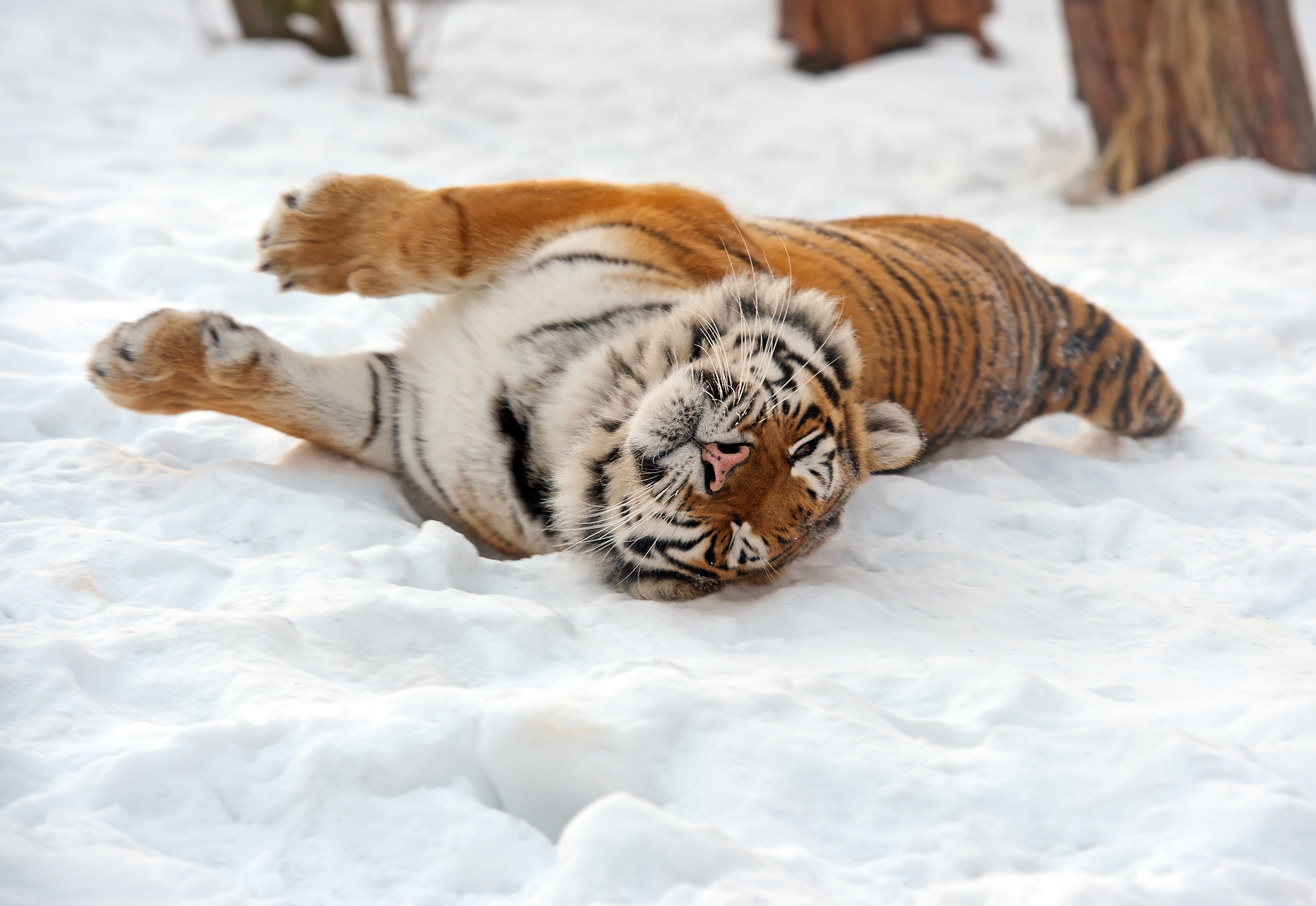 animal, tiger, amur tiger, snow, cats
