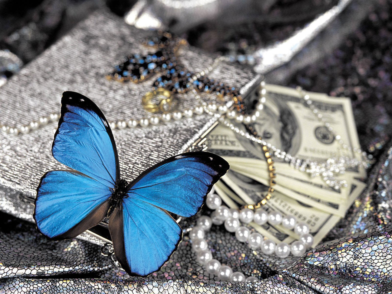 money, animal, butterfly, blue, close up, jewelry, pearl 4K