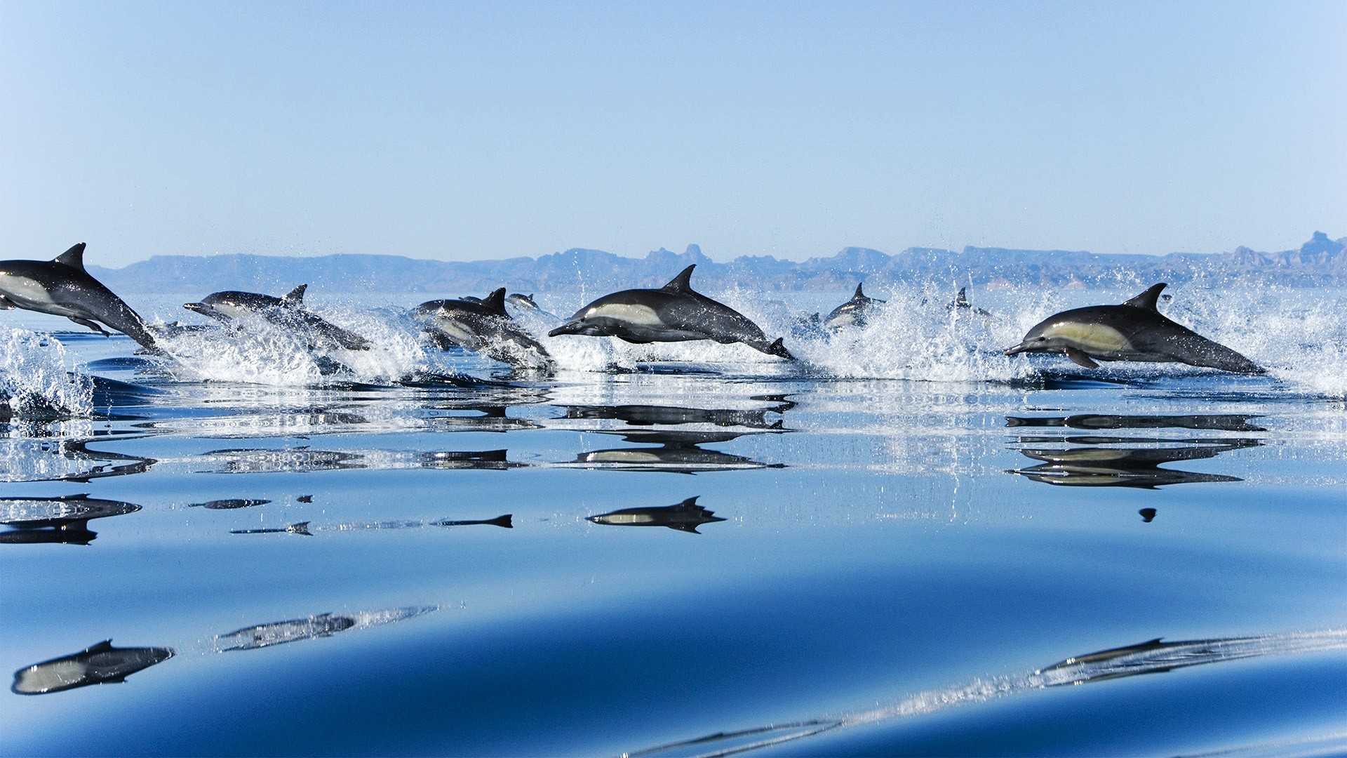 40906 baixar papel de parede golfinhos, animais, azul - protetores de tela e imagens gratuitamente