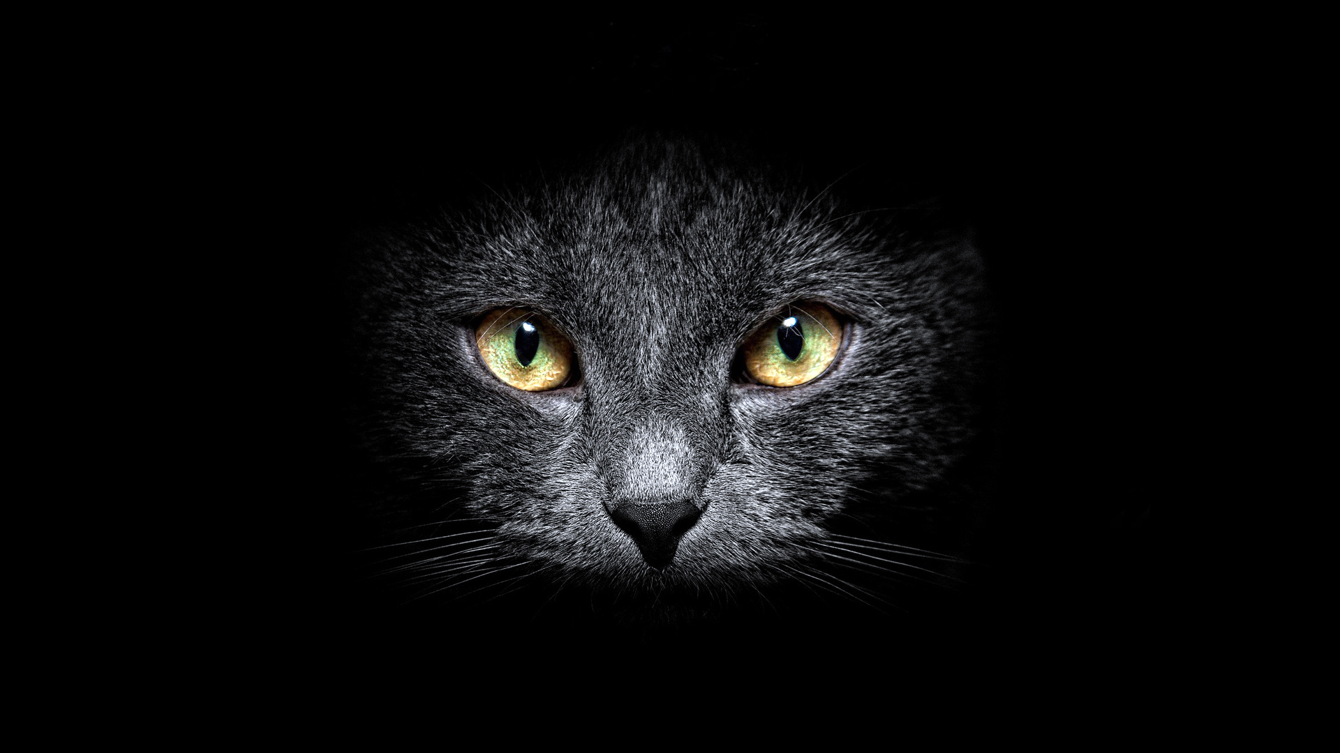 31047 下載圖片 动物, 猫, 黑色 - 免費壁紙和屏保
