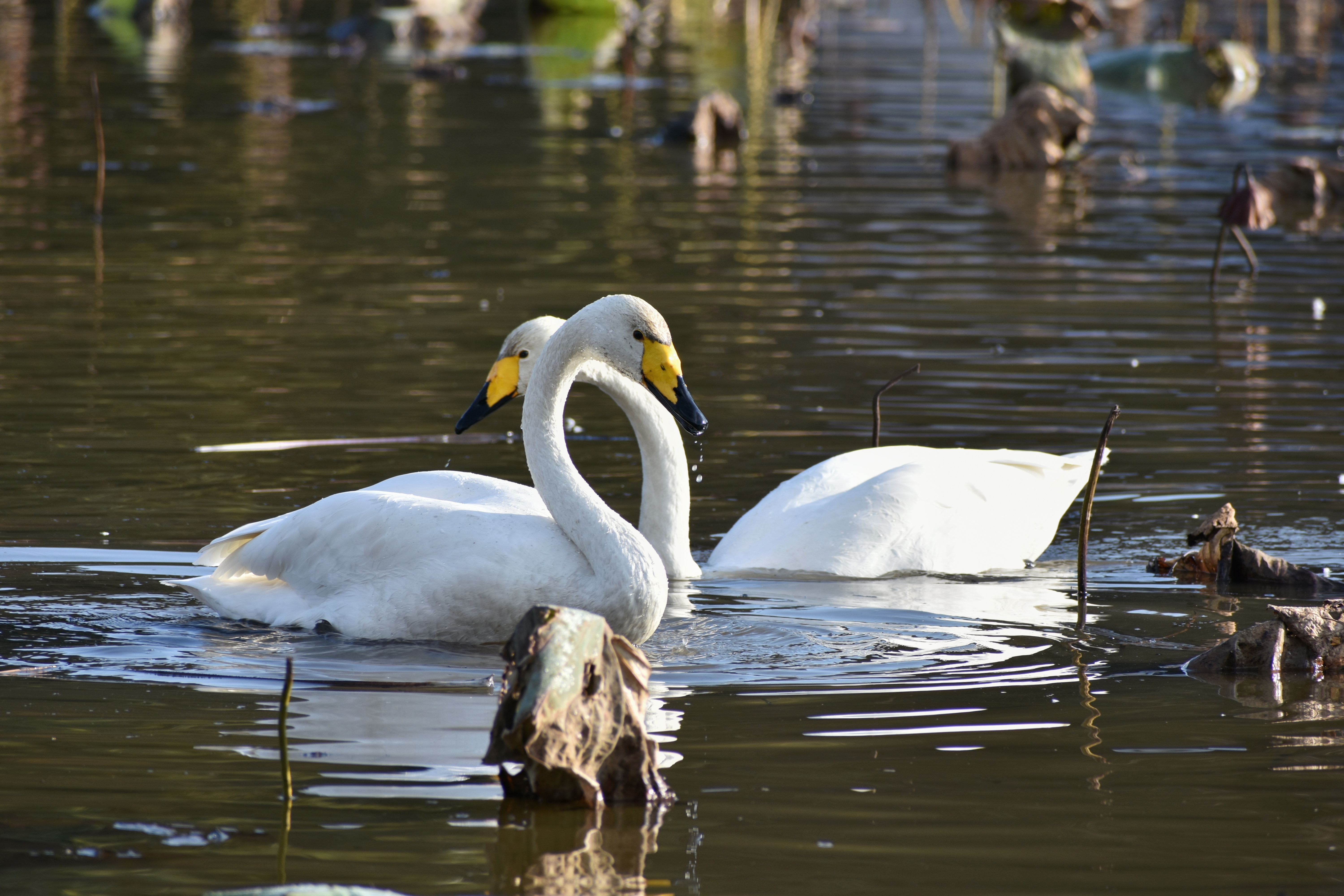 Белые лебеди на озере. Животные озера. Лебеди. Птицы на пруду. Лебеди на озере.