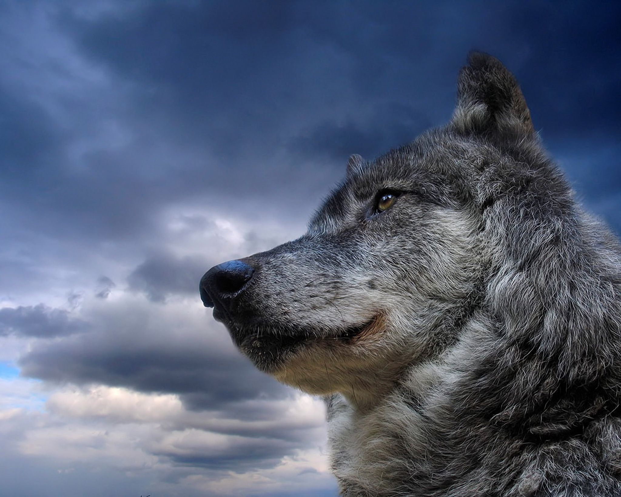 166637 baixar papel de parede lobos, lobo cinza, animais - protetores de tela e imagens gratuitamente