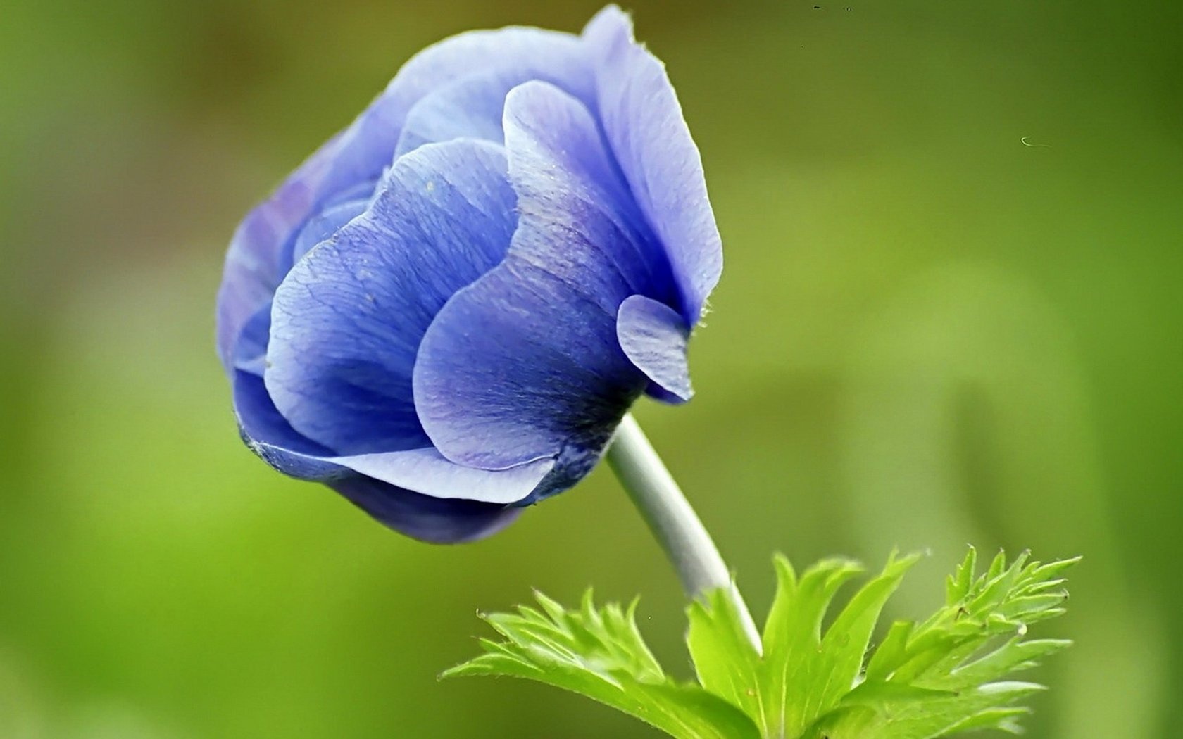 Адонис синий цветок