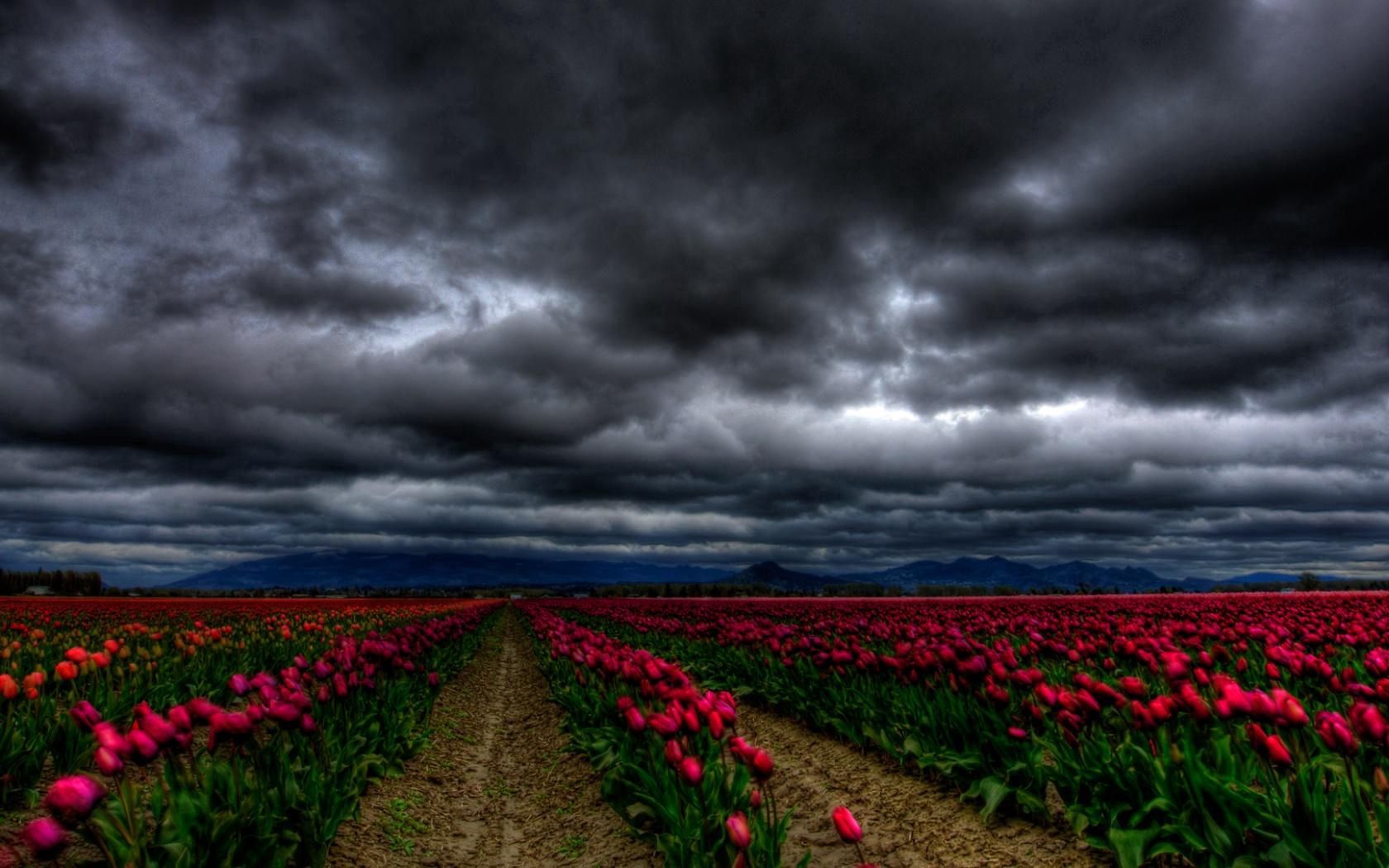 Laden Sie das Sky, Wolken, Blumen, Dunkel, Feld, Tulpen-Bild kostenlos auf Ihren PC-Desktop herunter