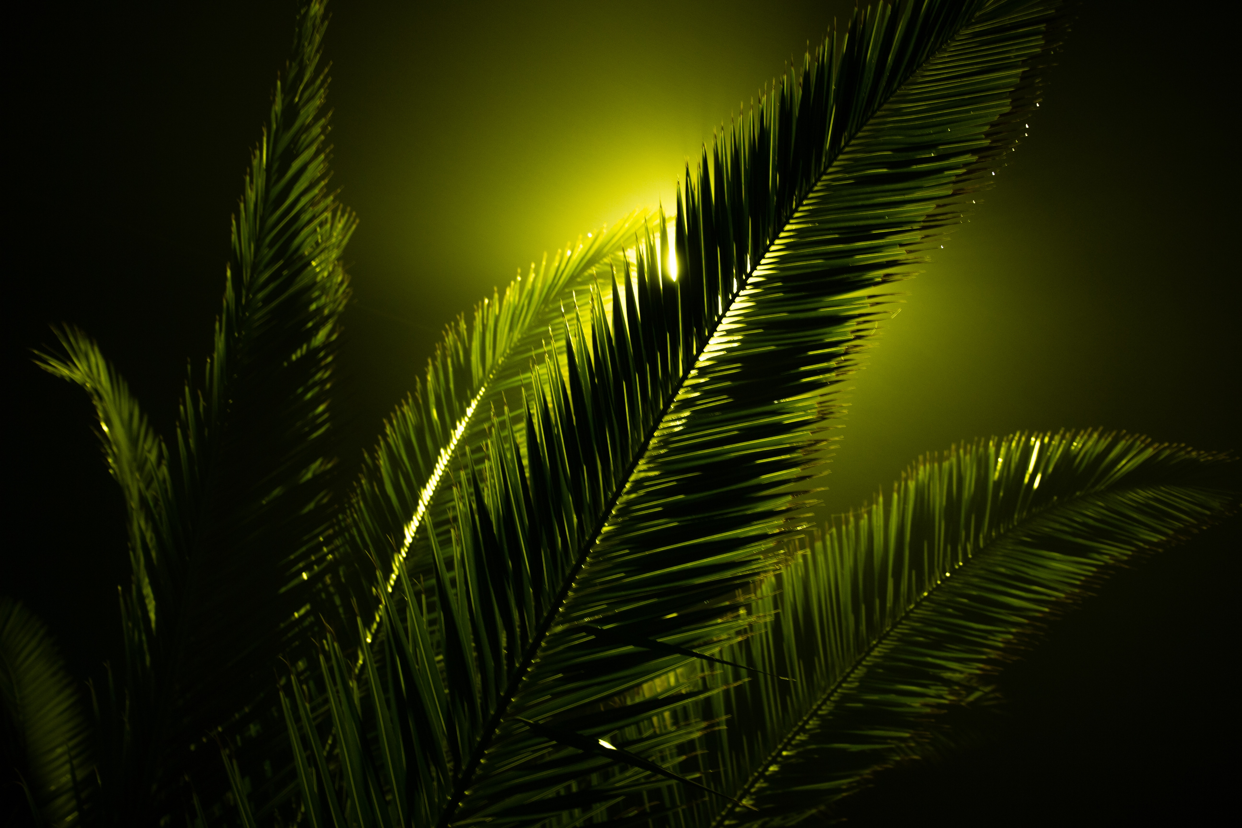 stem, dark, glare, plant, sheet, leaf, stalk, ray Full HD