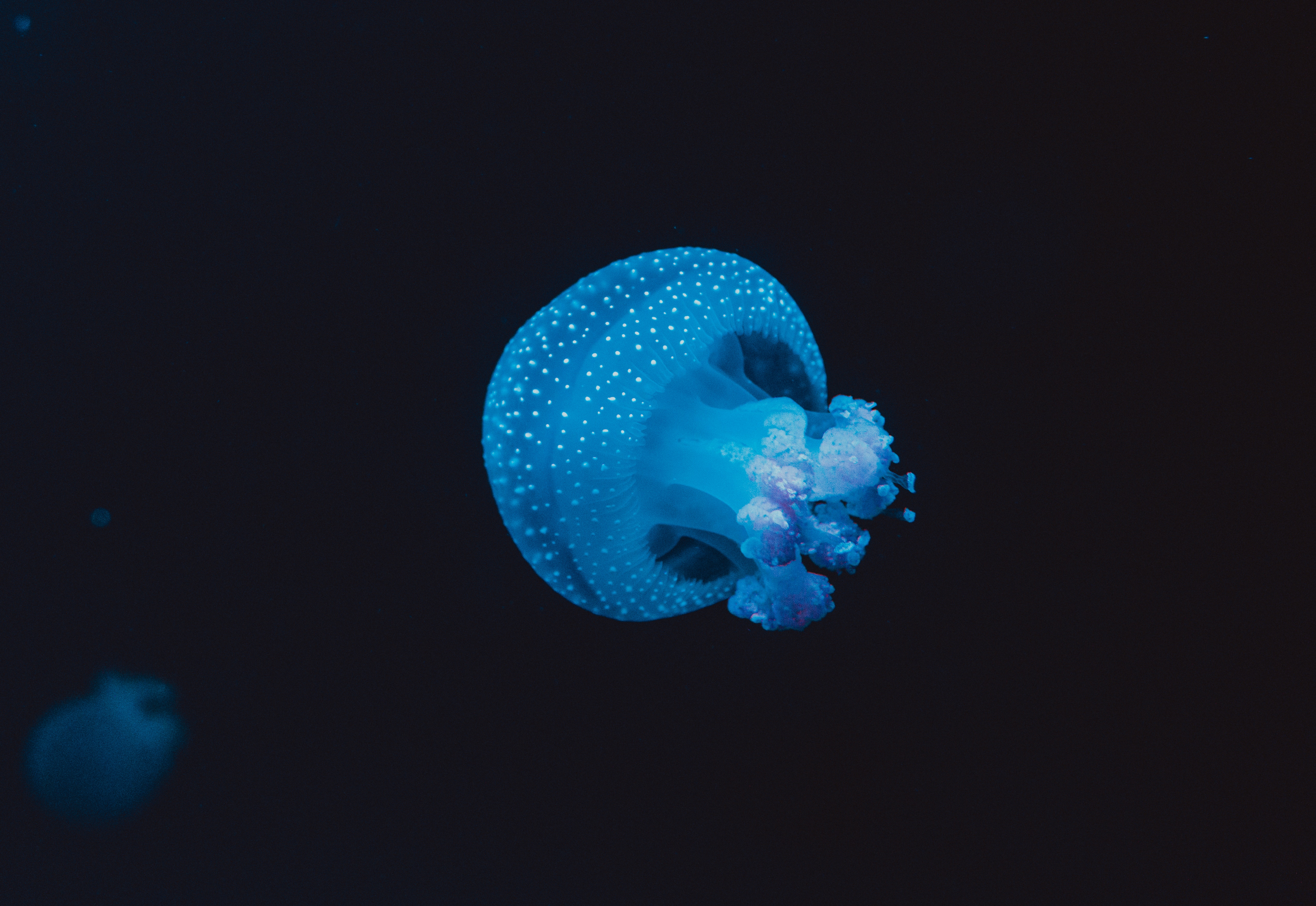 Download mobile wallpaper Tentacles, Spots, Animals, Stains, Underwater World, Jellyfish for free.