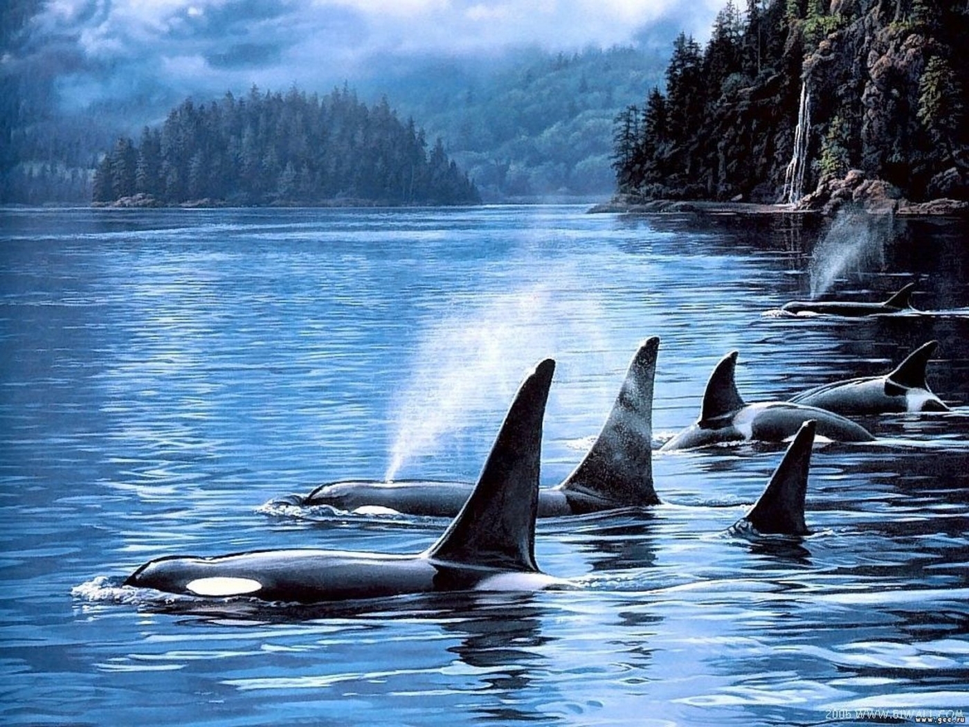 Full HD Wallpaper killer whales, animals, landscape, sea, blue