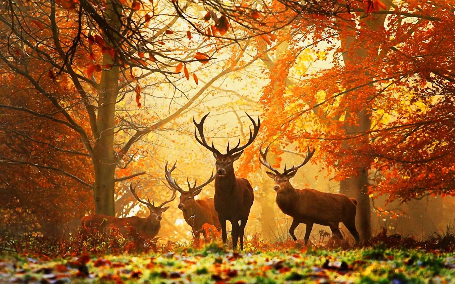 animals, autumn, deers, yellow